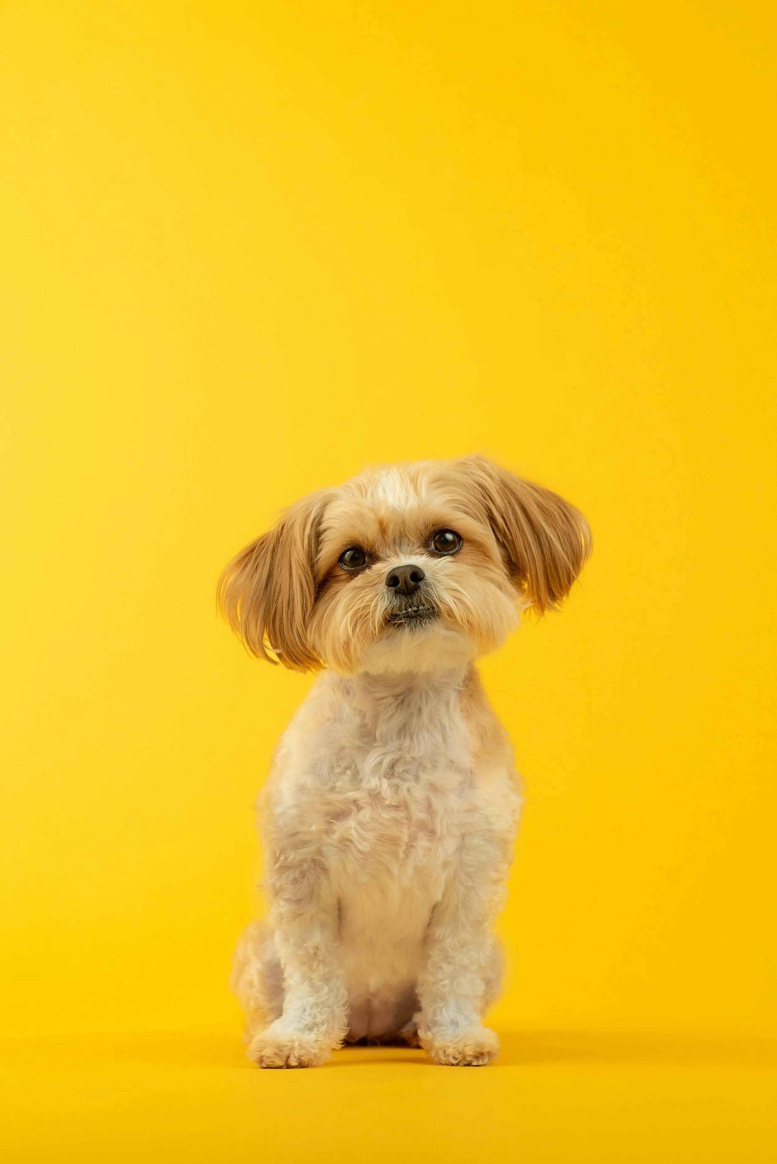 Pedigree