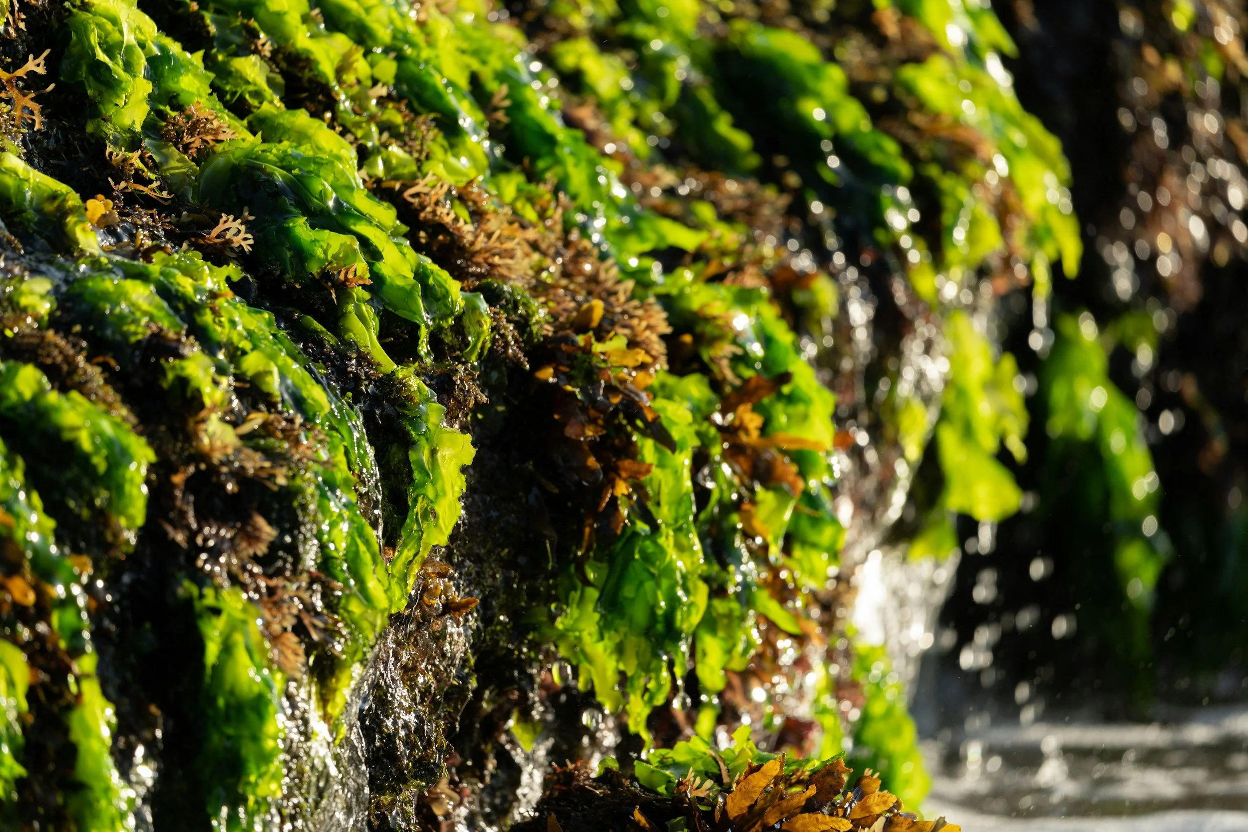 Sea Moss for Skin: Does It Really Work?