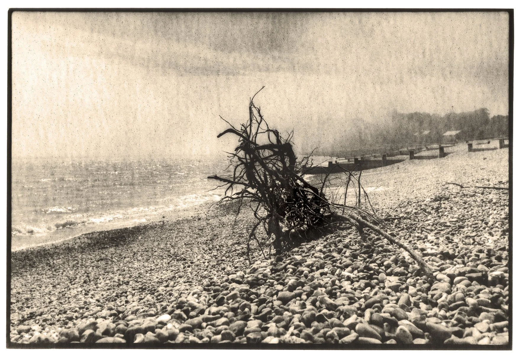 Sea Mist Bush Pett Level Lith Print Aug 2025.jpg