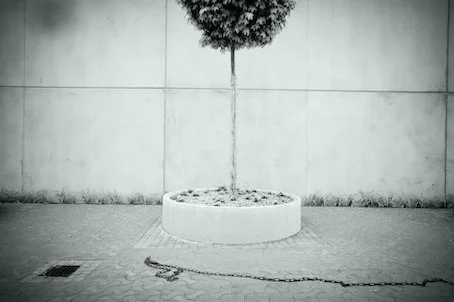 Olaf Kreinsen, Urban Trees, München#5, 20