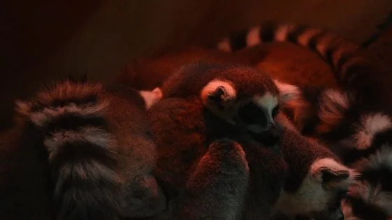 Svenja Wassill  Schlummerschlaf, 2016  Ed., 1/5  Videoloop, 1,07 min