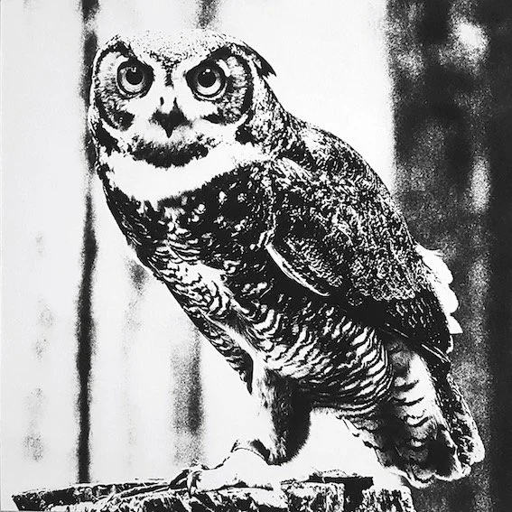 Mark Gens, Owl, 2021, 33 x 33 cm - injet print on sheetrock