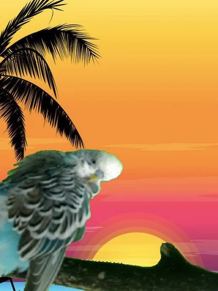 Sebastian Neubauer, LONGING BIRDS, 2012  Auflage 3+1  FineArt Pigment Druck,   nummeriert, signiert  15 x 20 cm