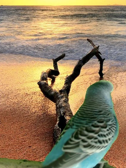 Sebastian Neubauer  longing birds, 2012  Auflage 3+1  FineArt Pigment Druck,  nummeriert, signiert  15 x 20 cm