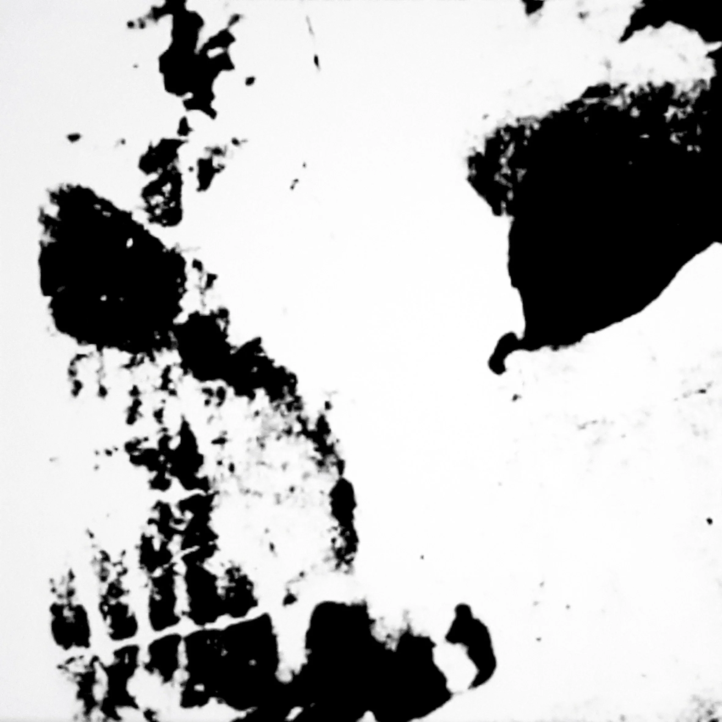 MARK GENS Cow, 2021 33 x 33 cm  Inkjet print on sheetrock