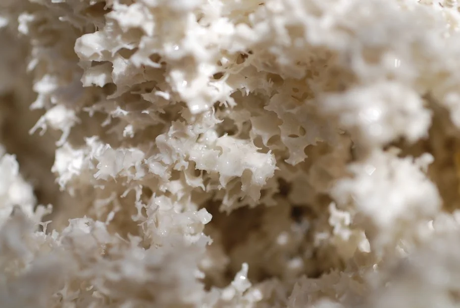 Sylvia Henze, Struktur, 2019 - Fotolightbox mit einer Porzellan-Schwamm-Struktur