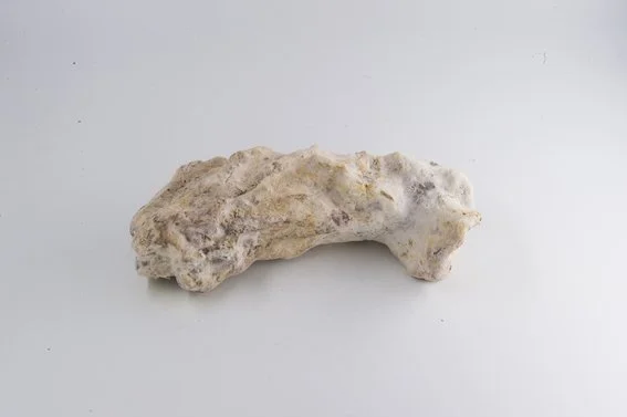 BEN NURGENÇ, 16/10.2.47, 2021   11 x 4,5 x 4,5 cm  Mushroom mycelium