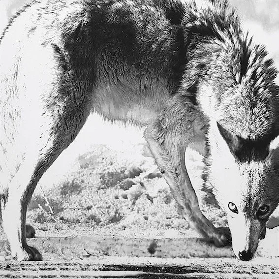 MARK GENS Coyote, 2021  33 x 33 cm  Inkjet print on sheetrock