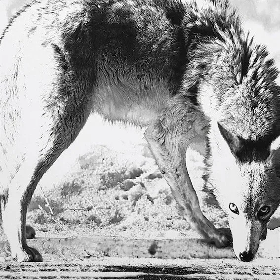 MARK GENS Coyote, 2021, 33 x 33 cm (h x w) Inkjet print on sheetrock