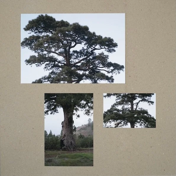ars eco lab Montaña Thomasesche 1 / 2026, Auflage 5/2AP