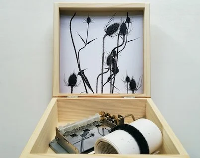 Kathrin Haaßengier & Birgit Brandis  Variationen einer Wilden Karde, 2021 Edition, 20 (2 AP)  Drehorgel, 2 Lochstreifen, Fotoprint in Holzkasten  Maße 6,2 x 16 x 15,8 cm in geschlossenem Zustand