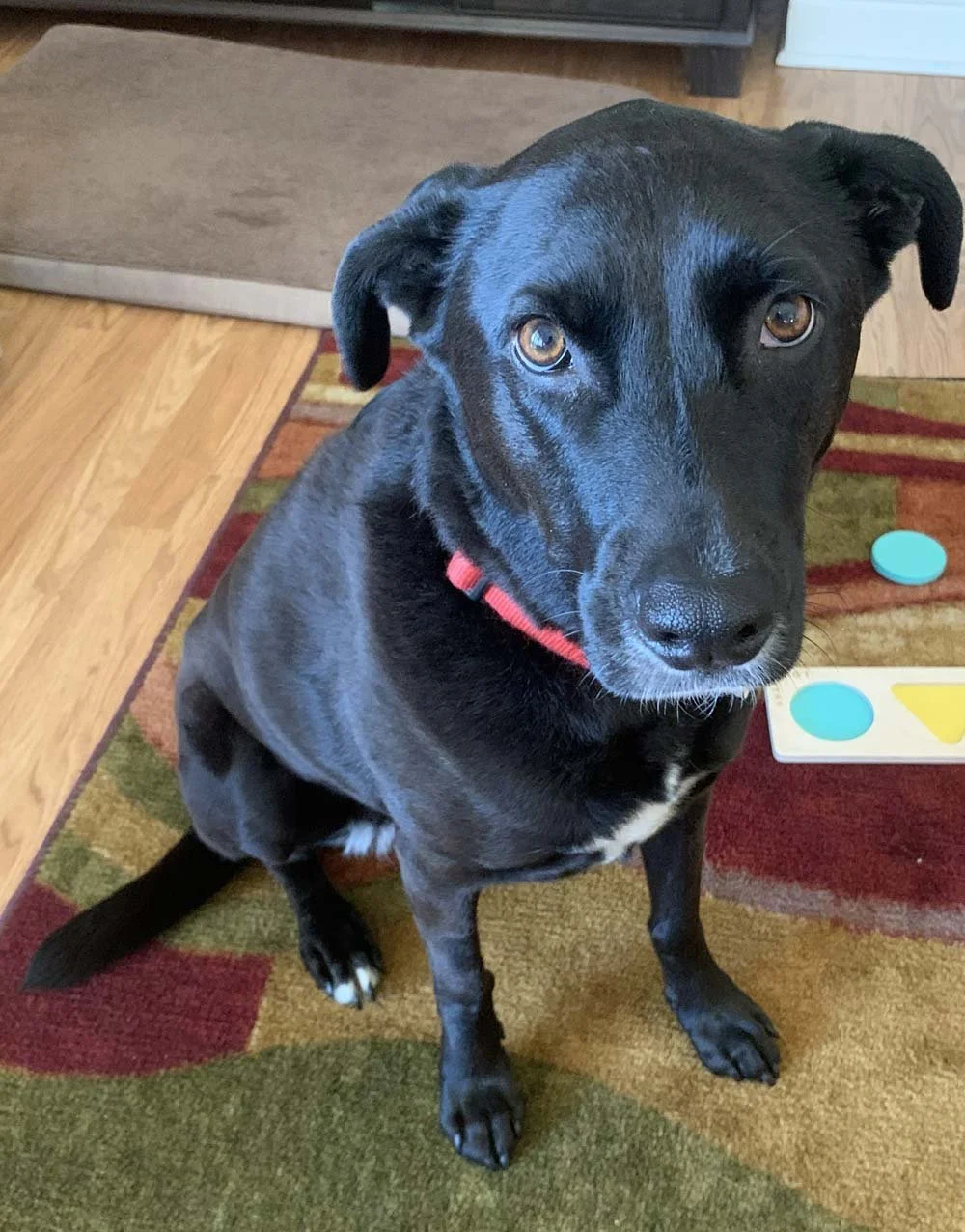 Anit-Jindal-family-dog.