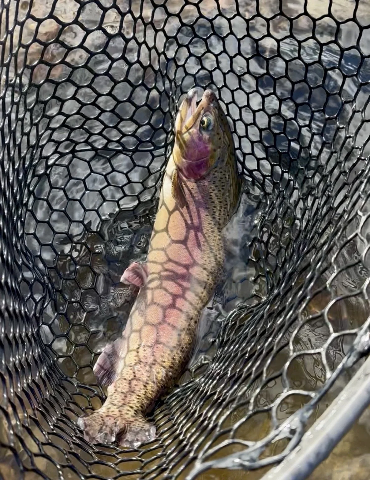 BOOK YOUR TRIP TODAY!