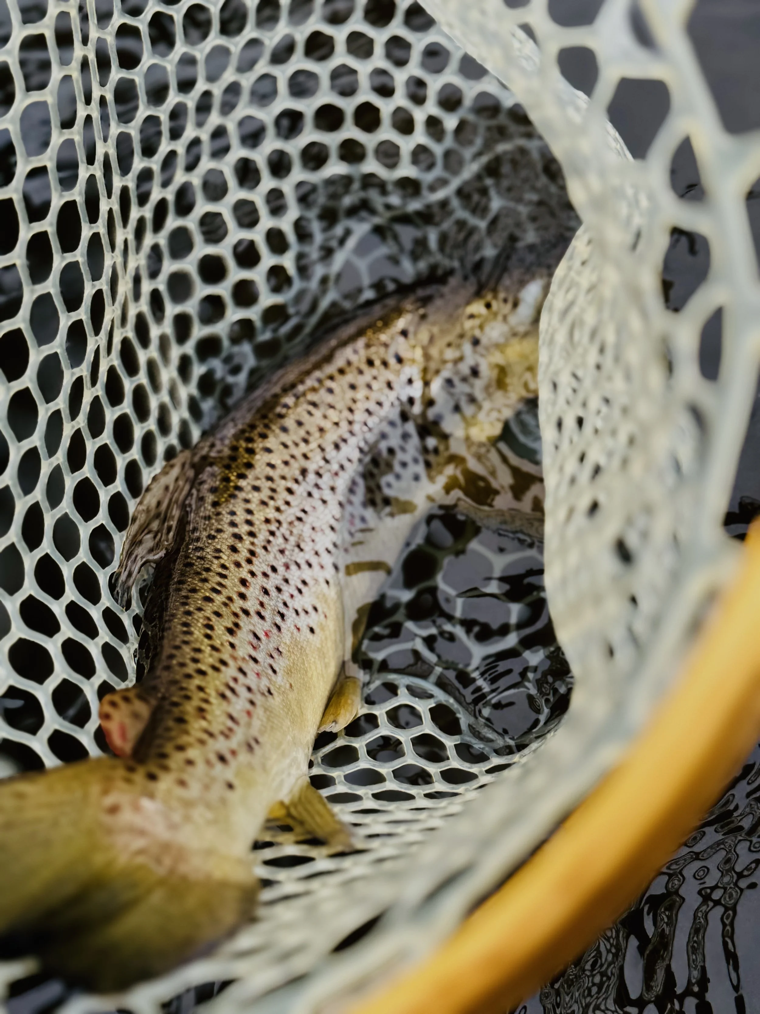 BOOK YOUR TRIP TODAY!