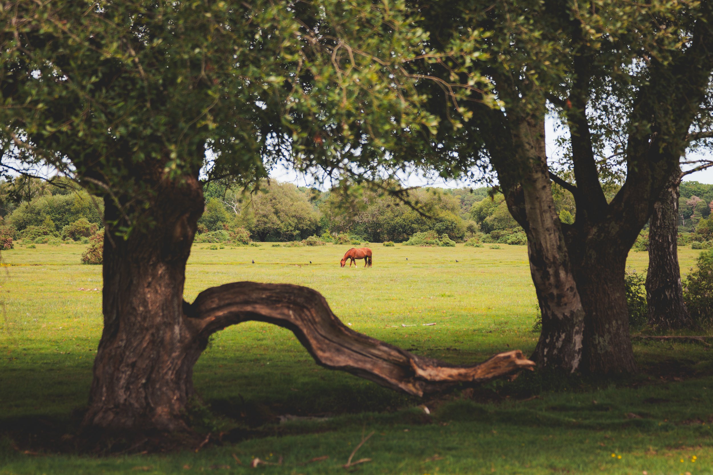 Dorset-2.jpg