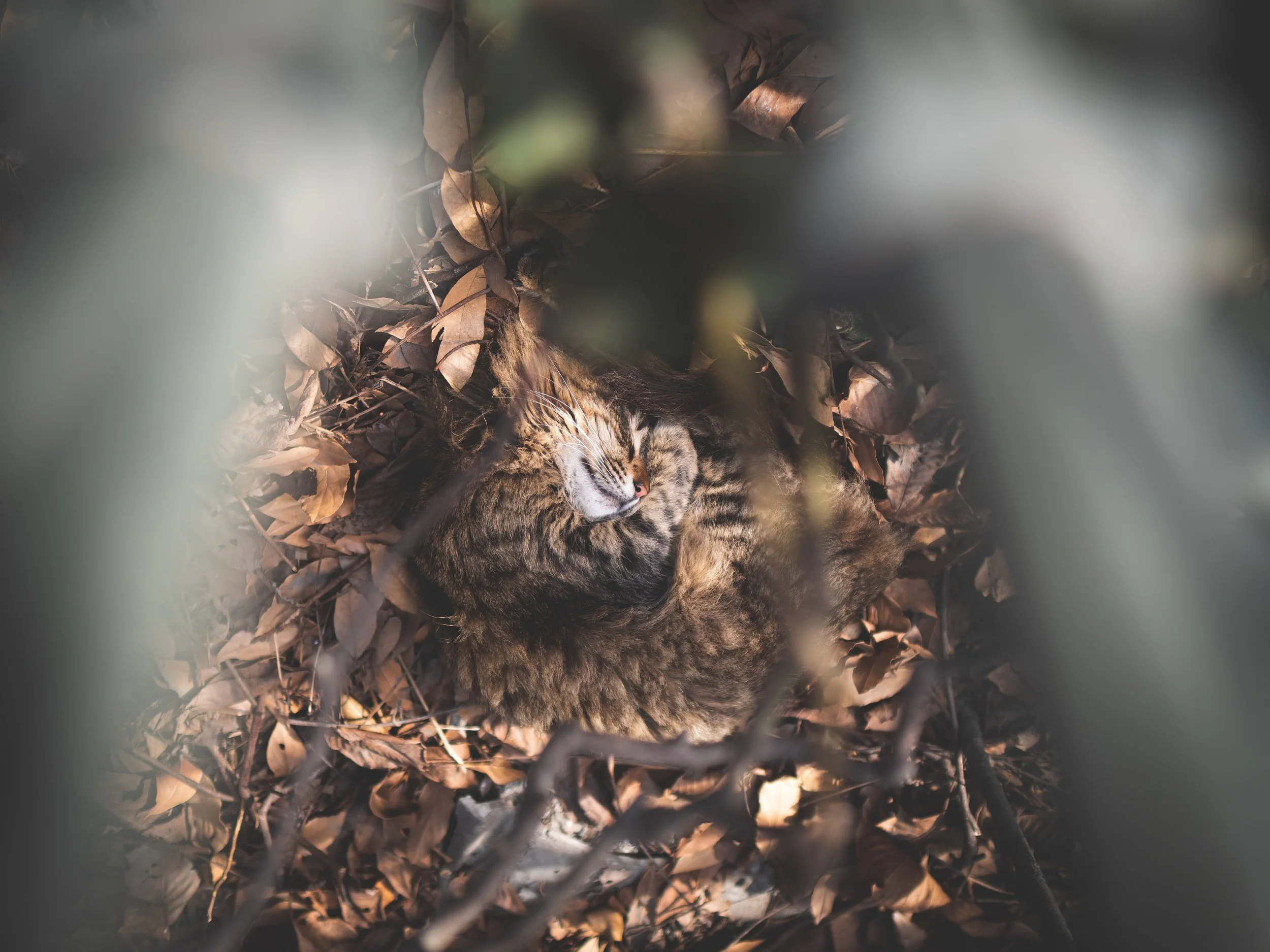 Sleeping Cat.jpg