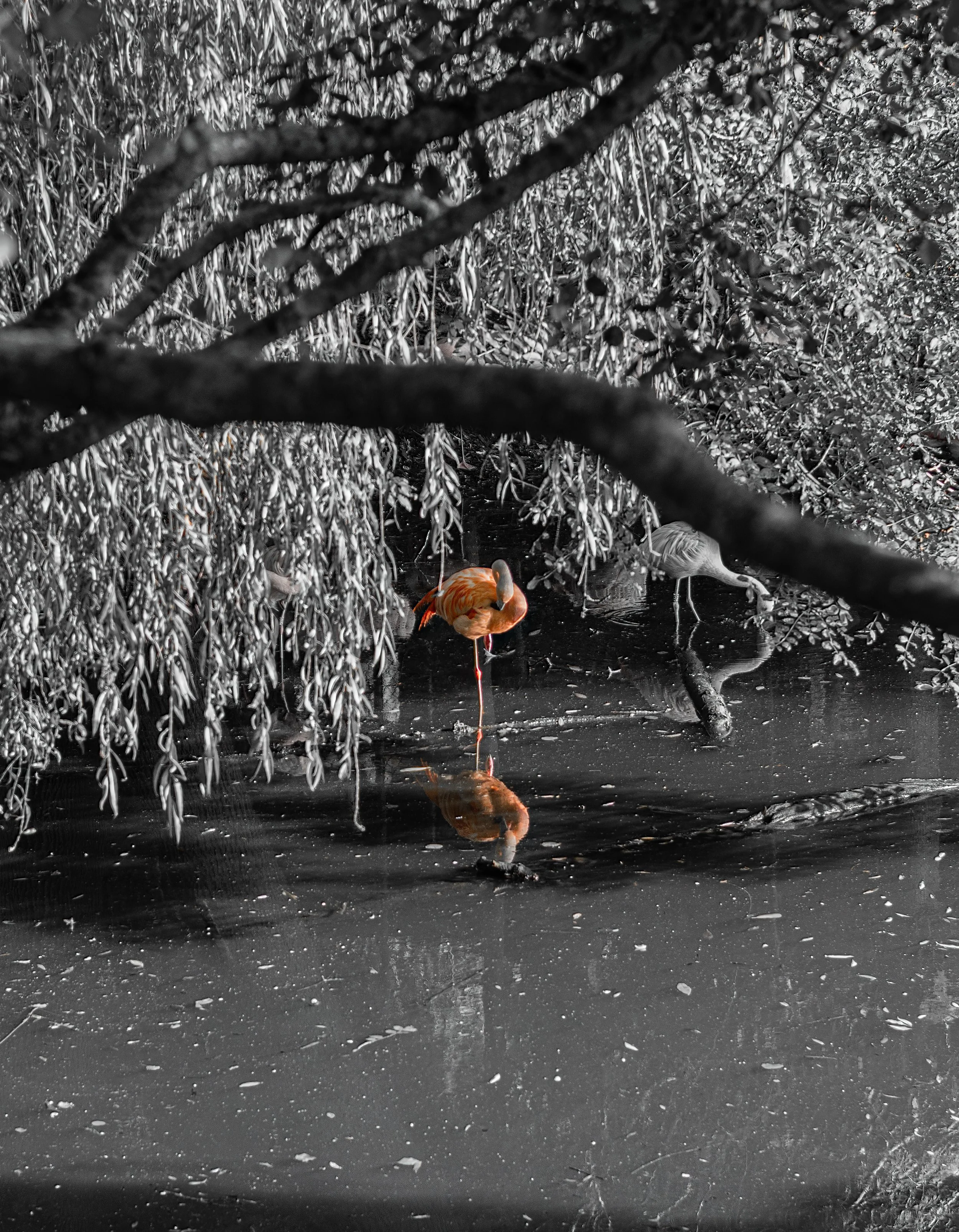 Flamingo-1.jpg