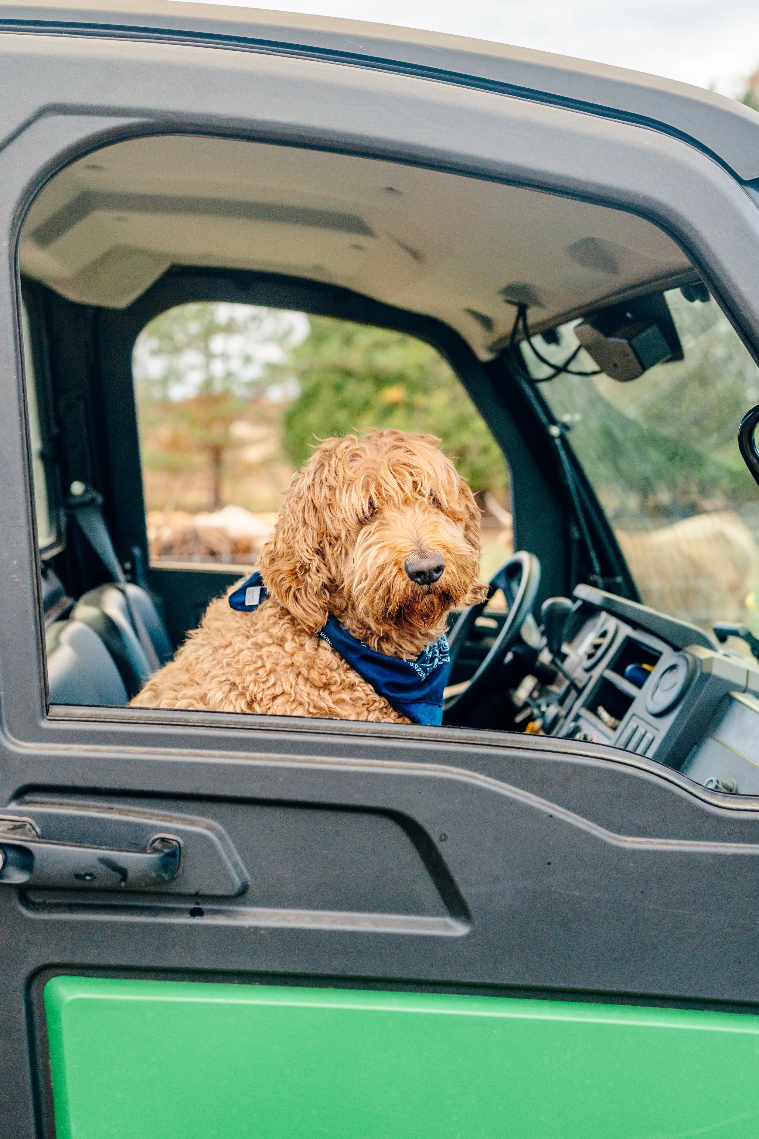 A curly-haired brown dog sitting in the driver's seat of a green utility vehicle, inside an open cabin with trees and a cloudy sky in the background.