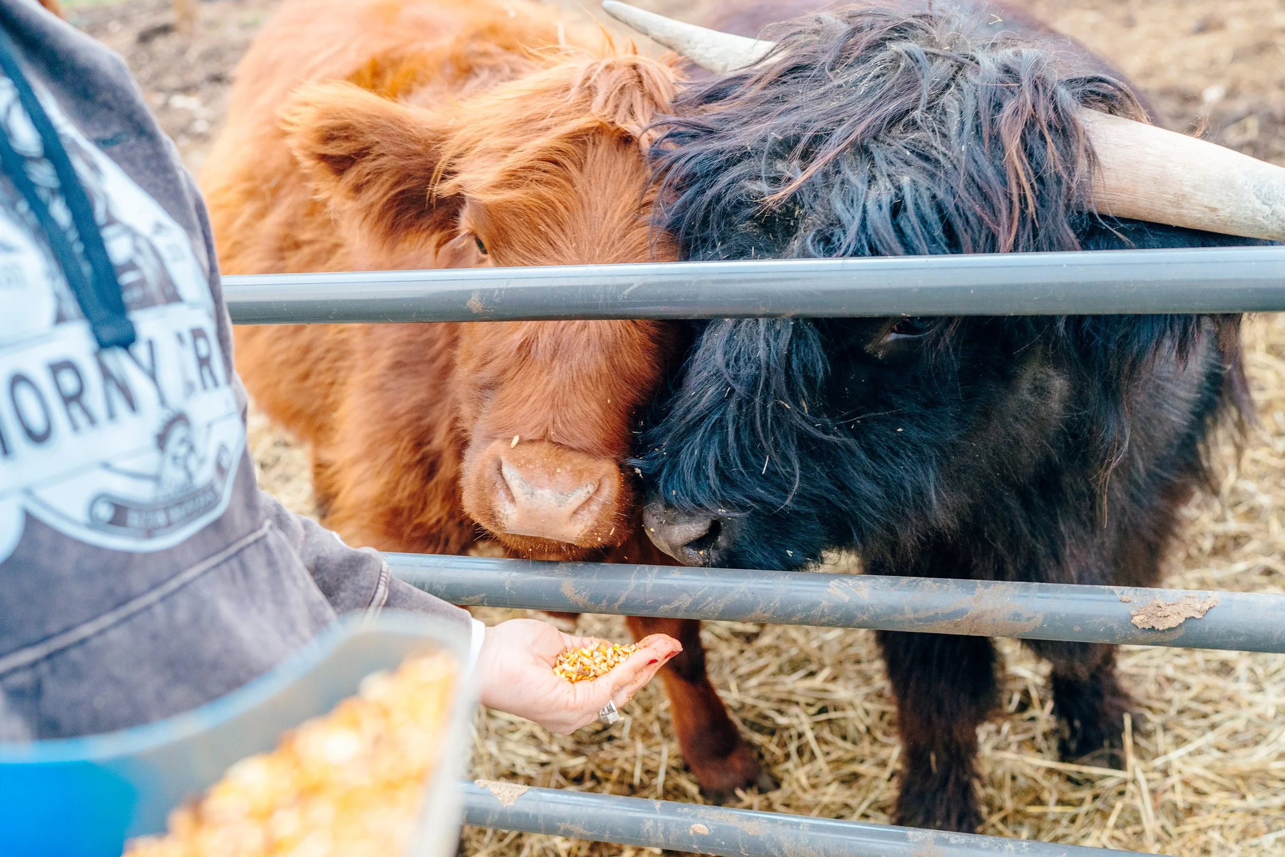 Two highland cattle, one brown and one black, lean their heads over the metal fence to eat from a person's hand holding feed. The person is partially visible, wearing a gray hoodie with a patch that says 'Sorrento.'