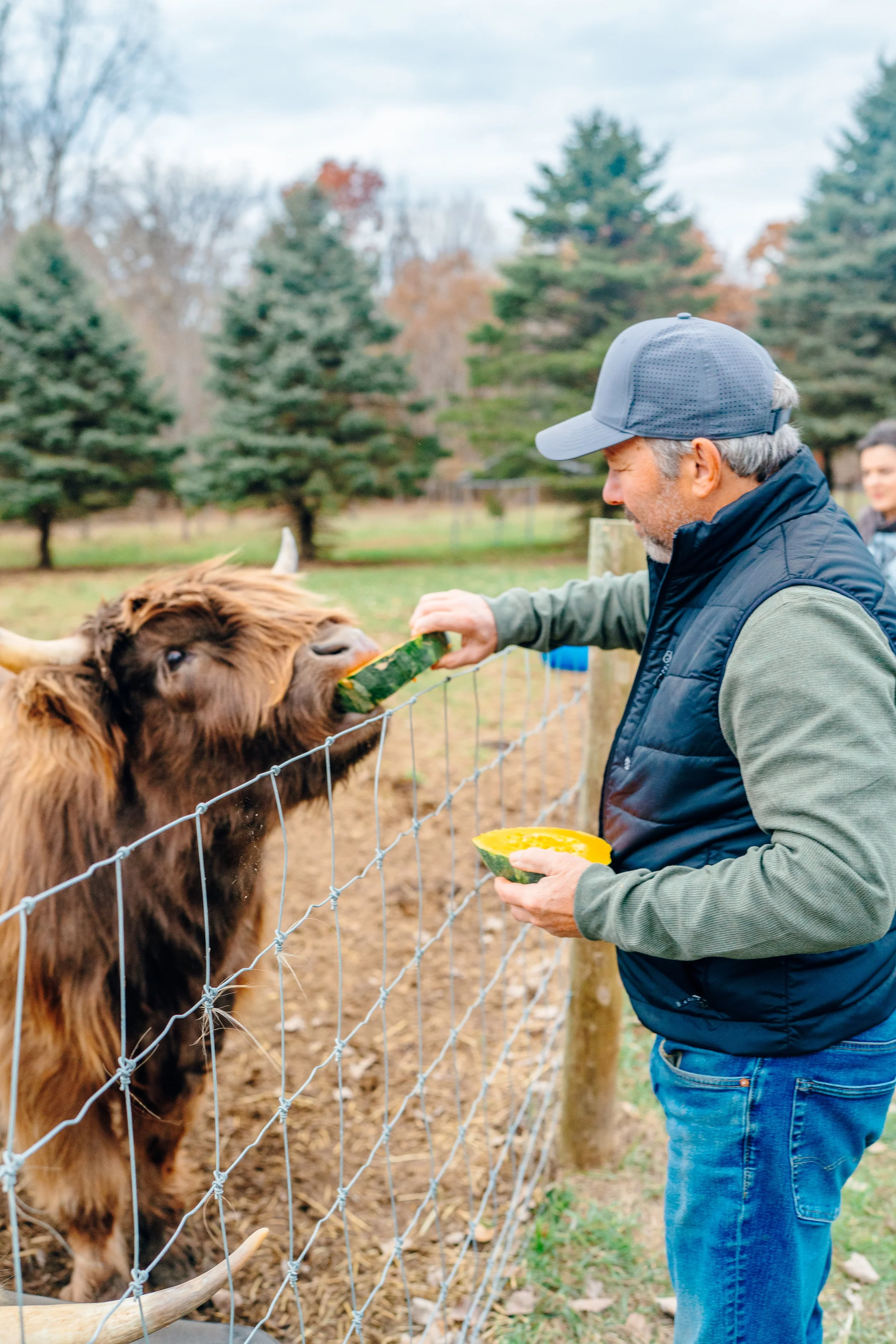 A man feeding a brown, furry cow with a slice of watermelon at a farm, with green trees in the background.