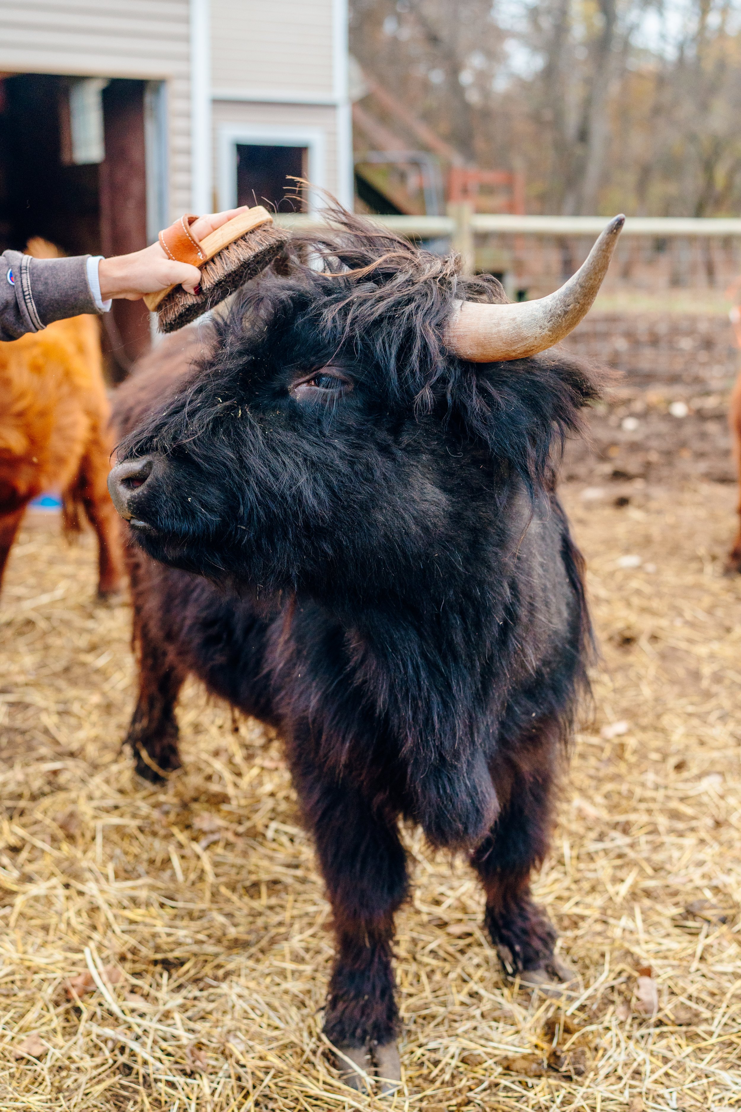 A person brushing a black Highland cow with a brush on its head outdoors in a farm setting with hay on the ground.
