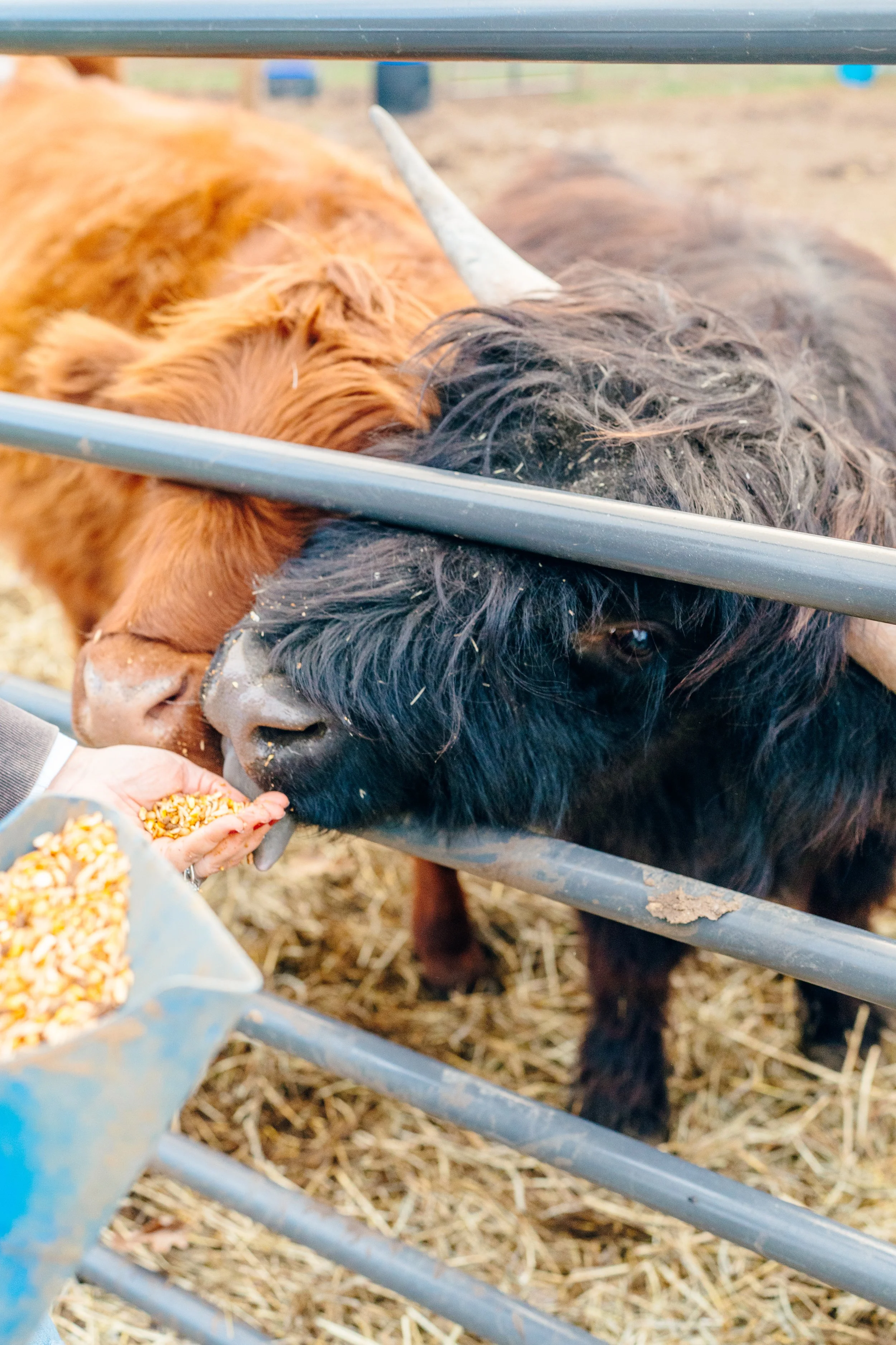 A person feeding two Highland cattle through a metal fence in a farm setting, with straw on the ground.