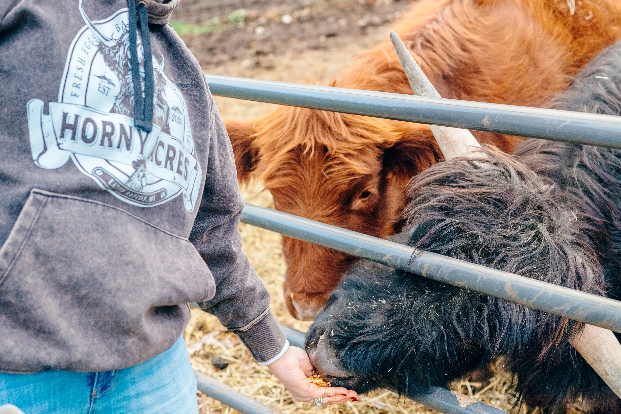 A person wearing a gray hoodie with 'Horny Cow' logo feeding two cows through a metal fence on a farm.
