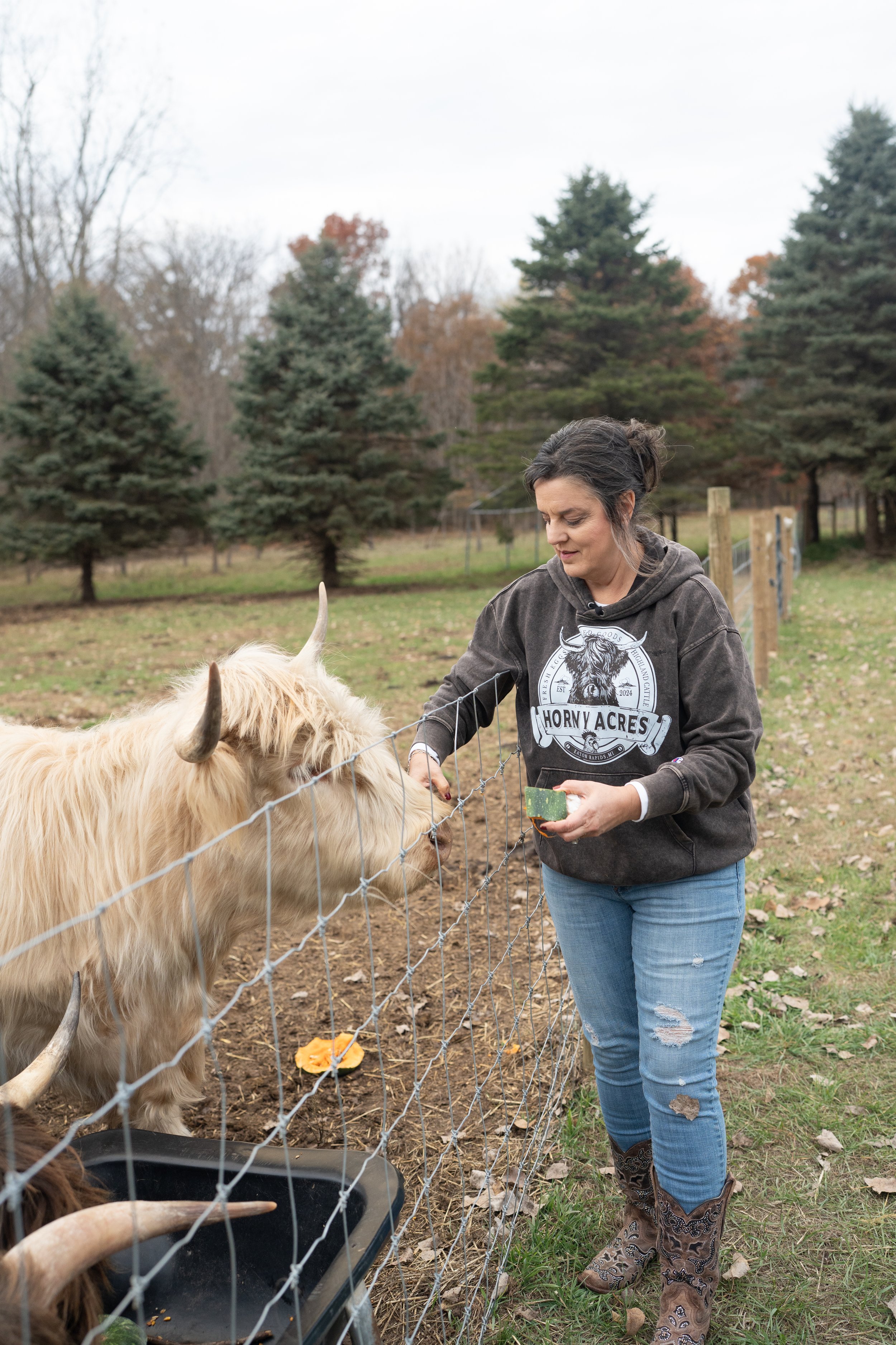 A woman feeding a long-haired Highland cow through a fence in a farm setting with pine trees in the background.
