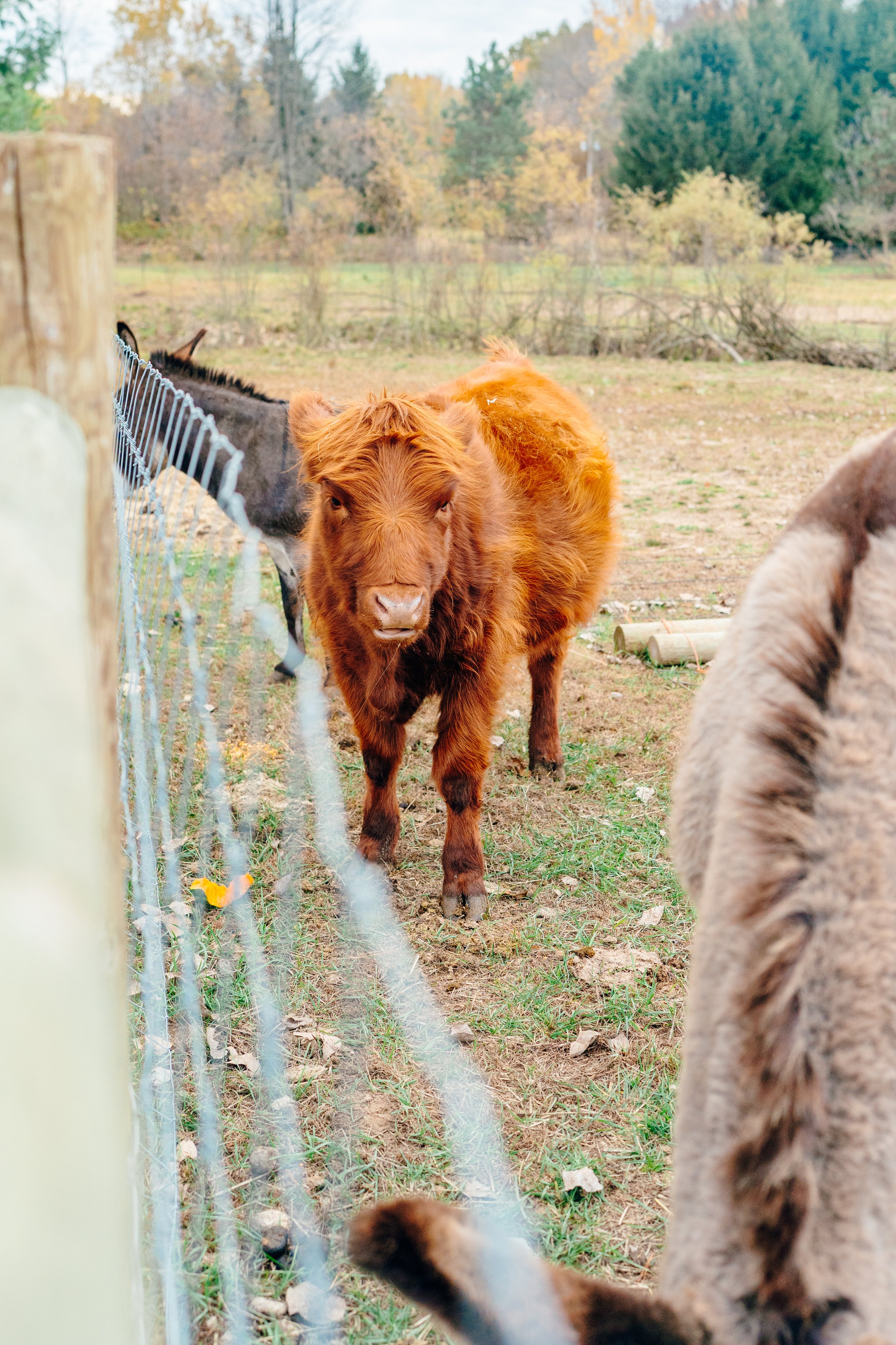 A brown Highland cow standing on grassy ground near a wire fence, with other animals and trees in the background.