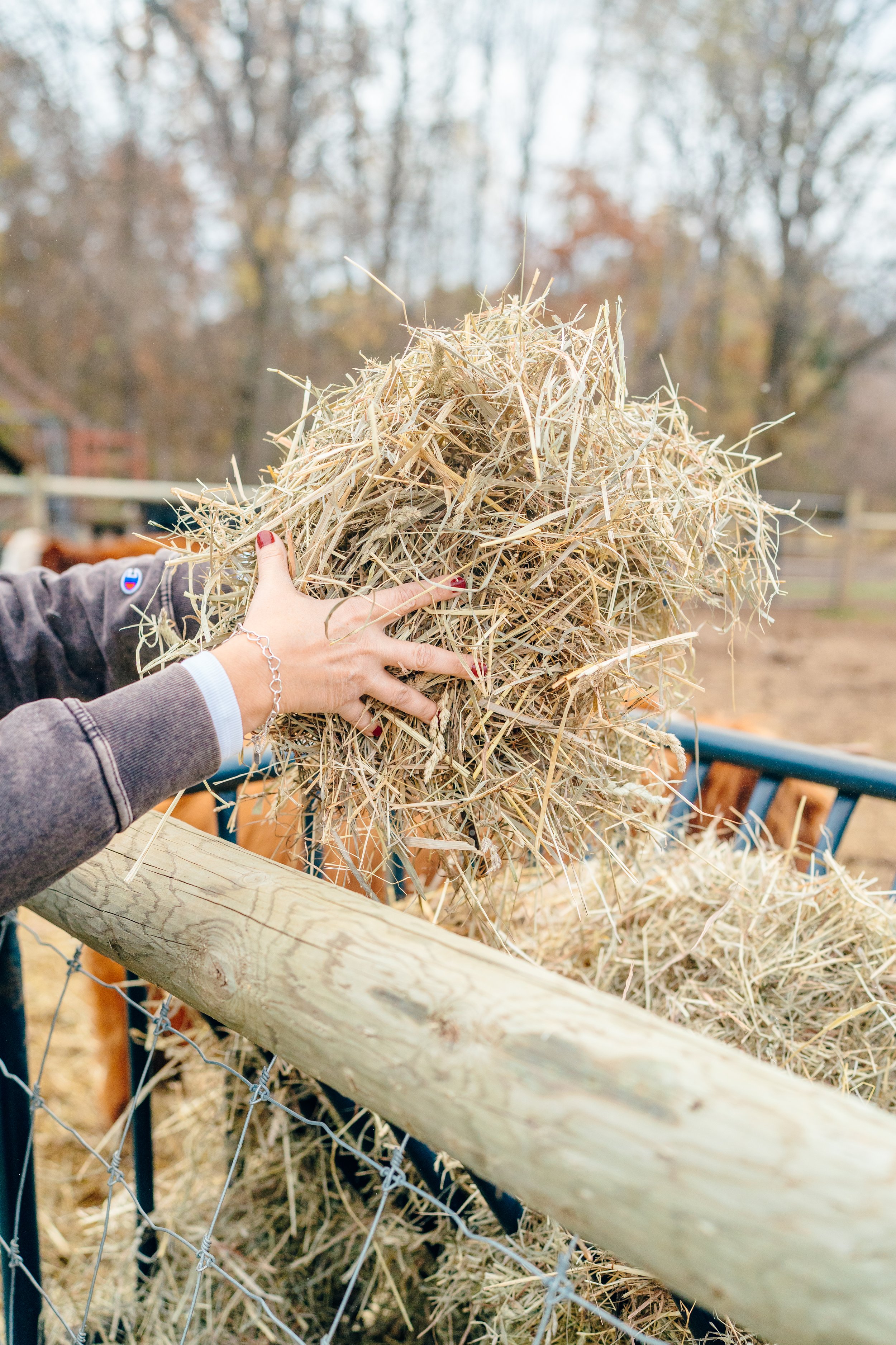 Person placing hay into a hay feeder on a farm.