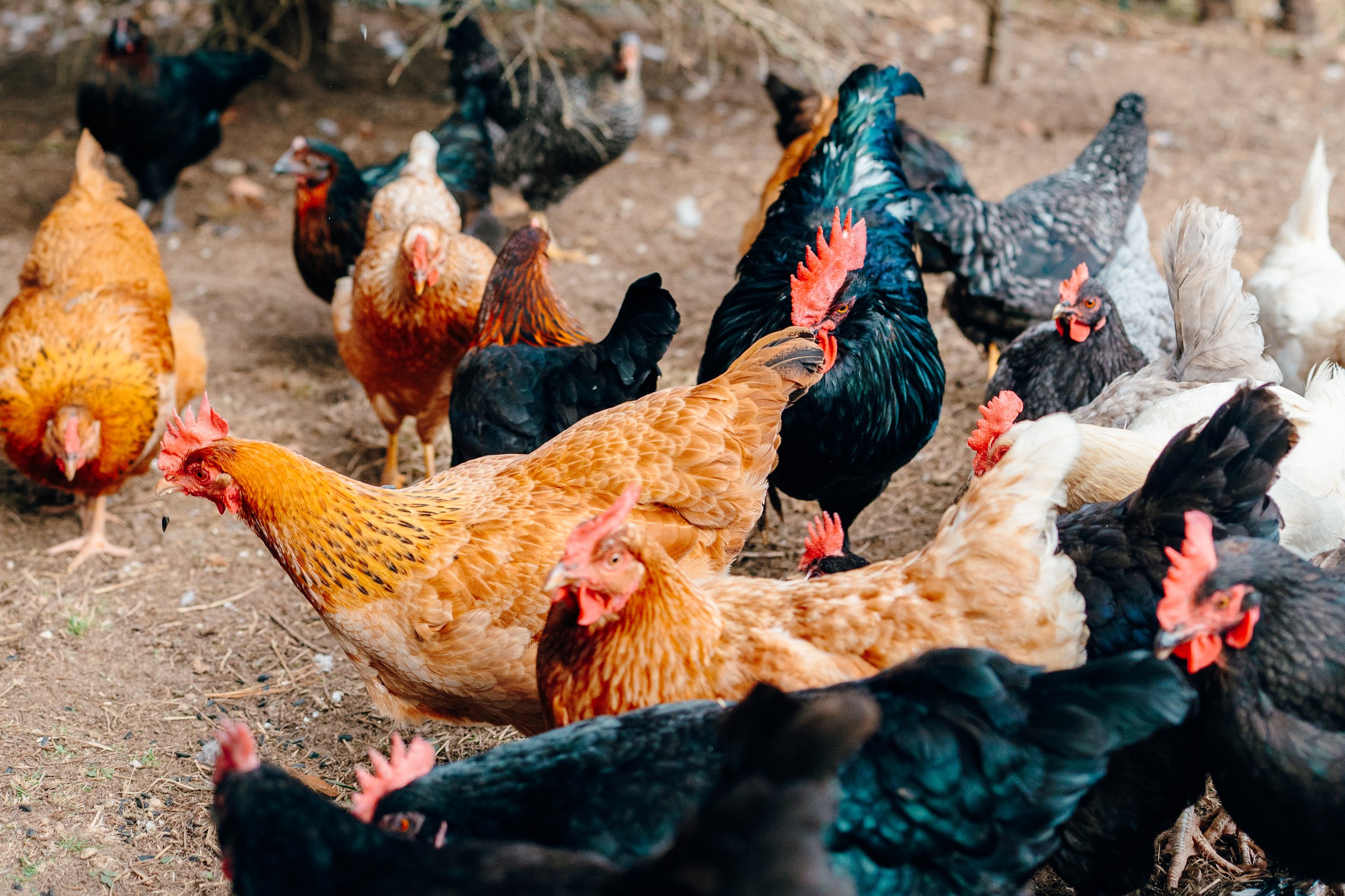 A group of chickens in various colors and breeds gathered on dirt ground outdoors.