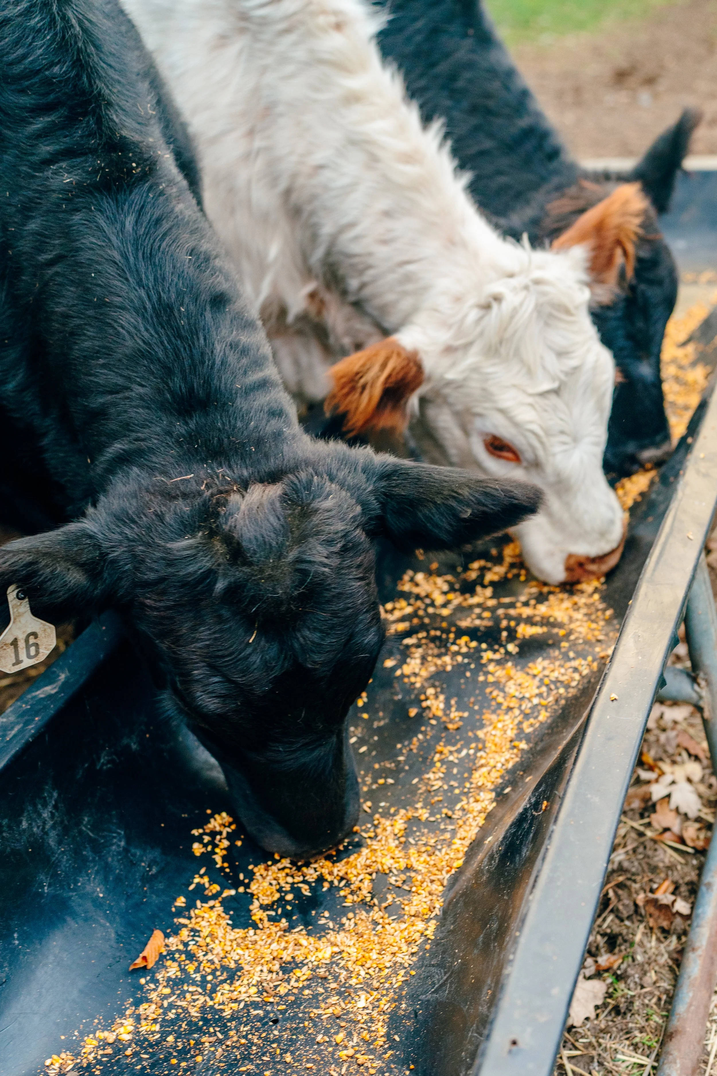 Three calves eating corn from a black feed trough outdoors.