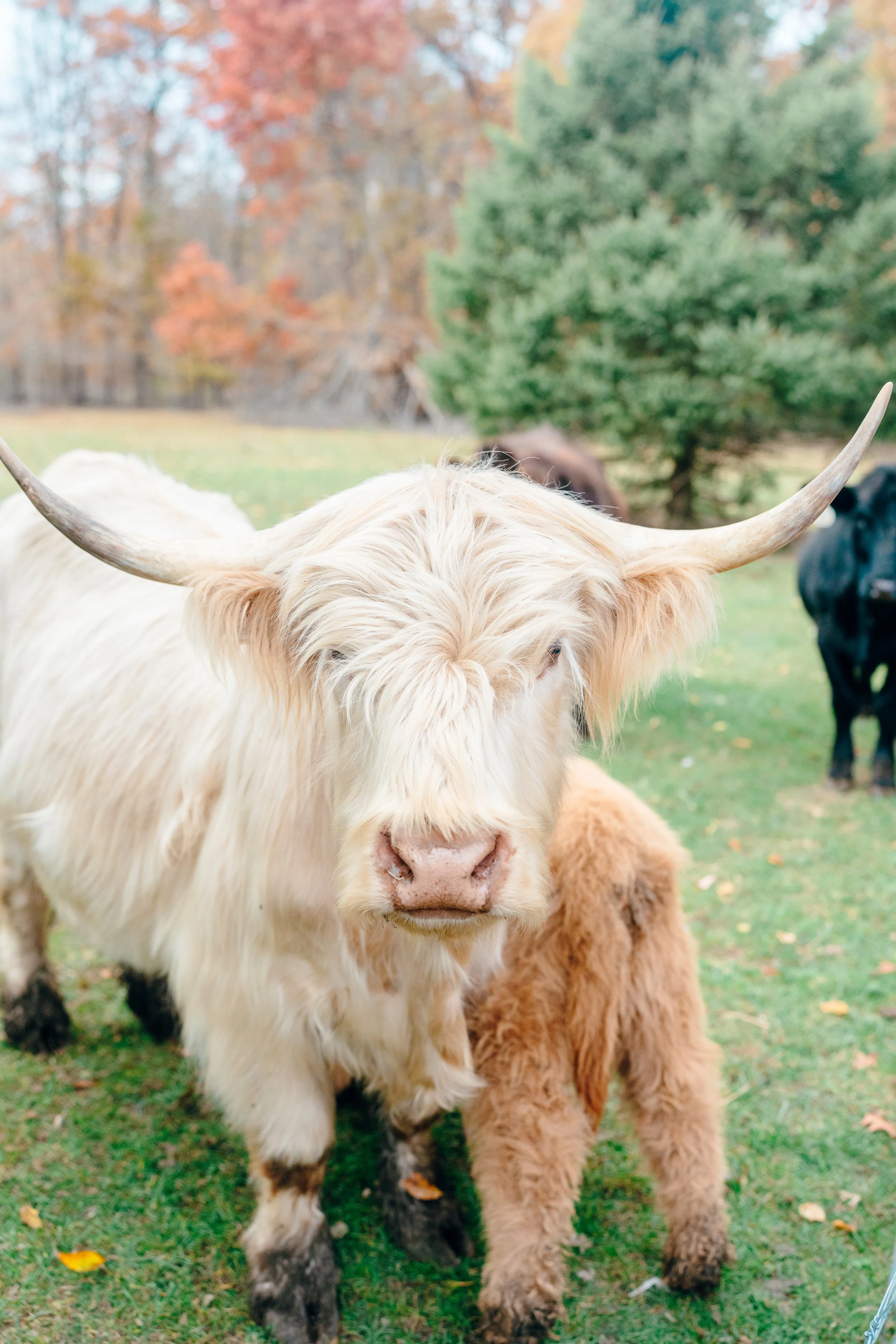 A close-up of a white Highland cow with long, curved horns standing on grass with a small brown calf behind it, and trees with autumn foliage in the background.