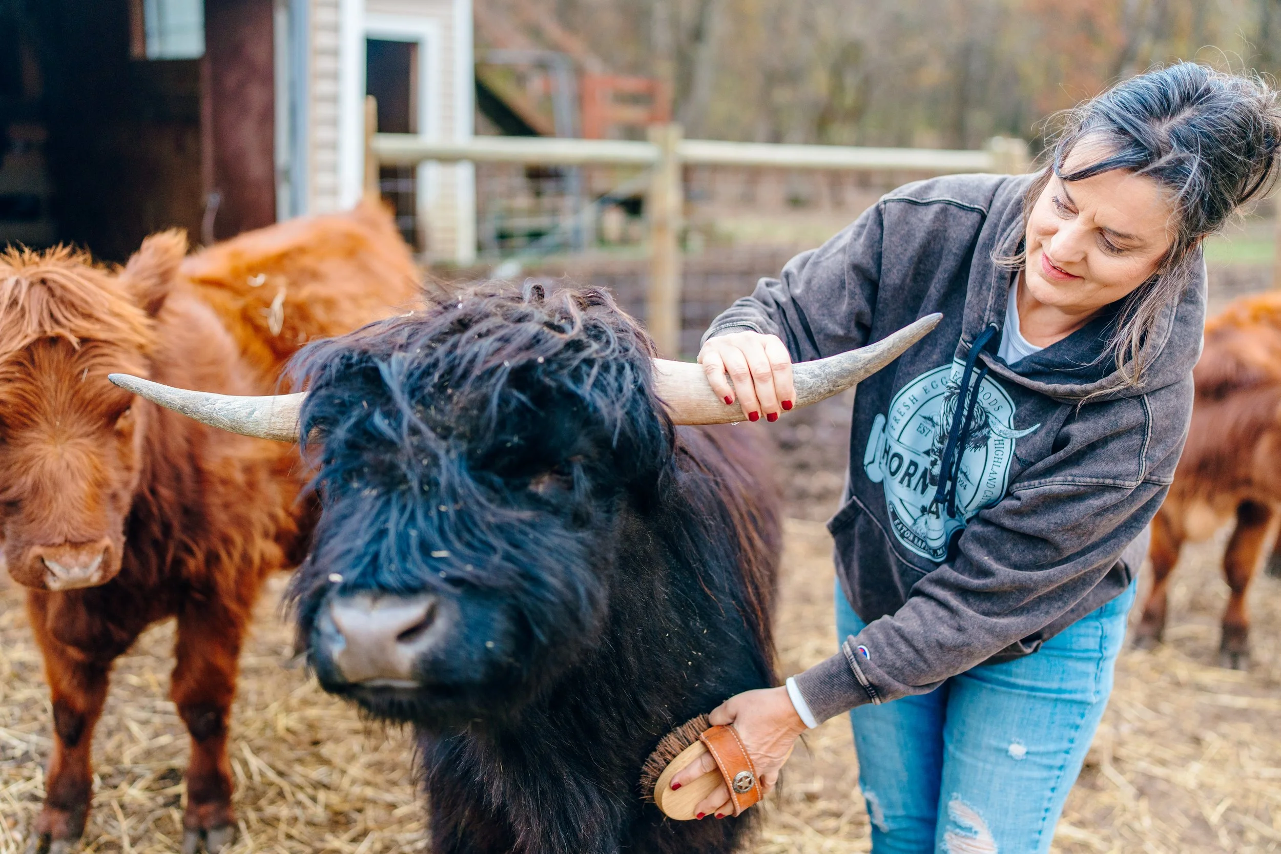 A woman petting a Highland cow with long black hair and large horns in a farmyard, with other cows in the background.