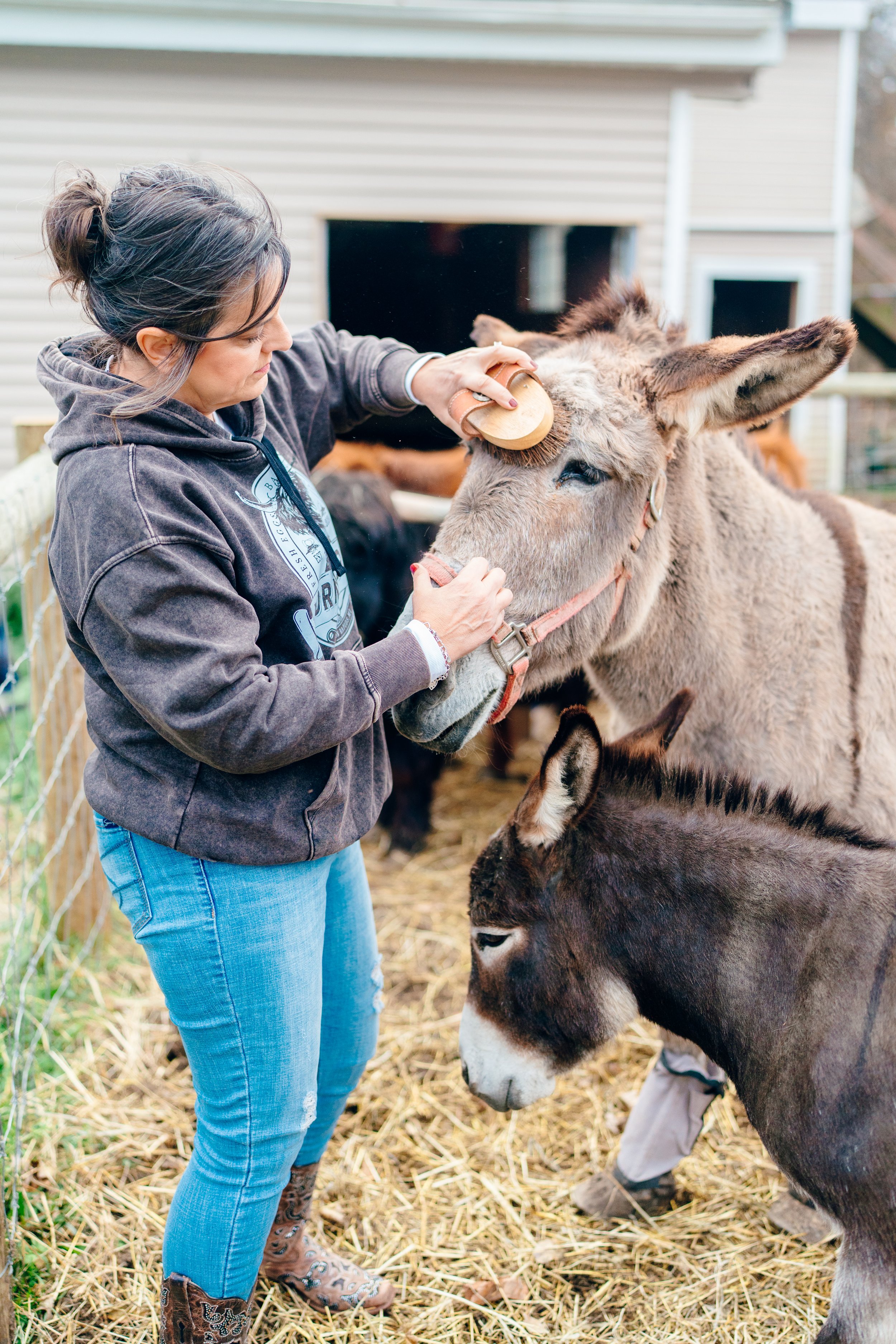 A woman grooming a donkey while a small donkey looks on in a farm or petting zoo setting.