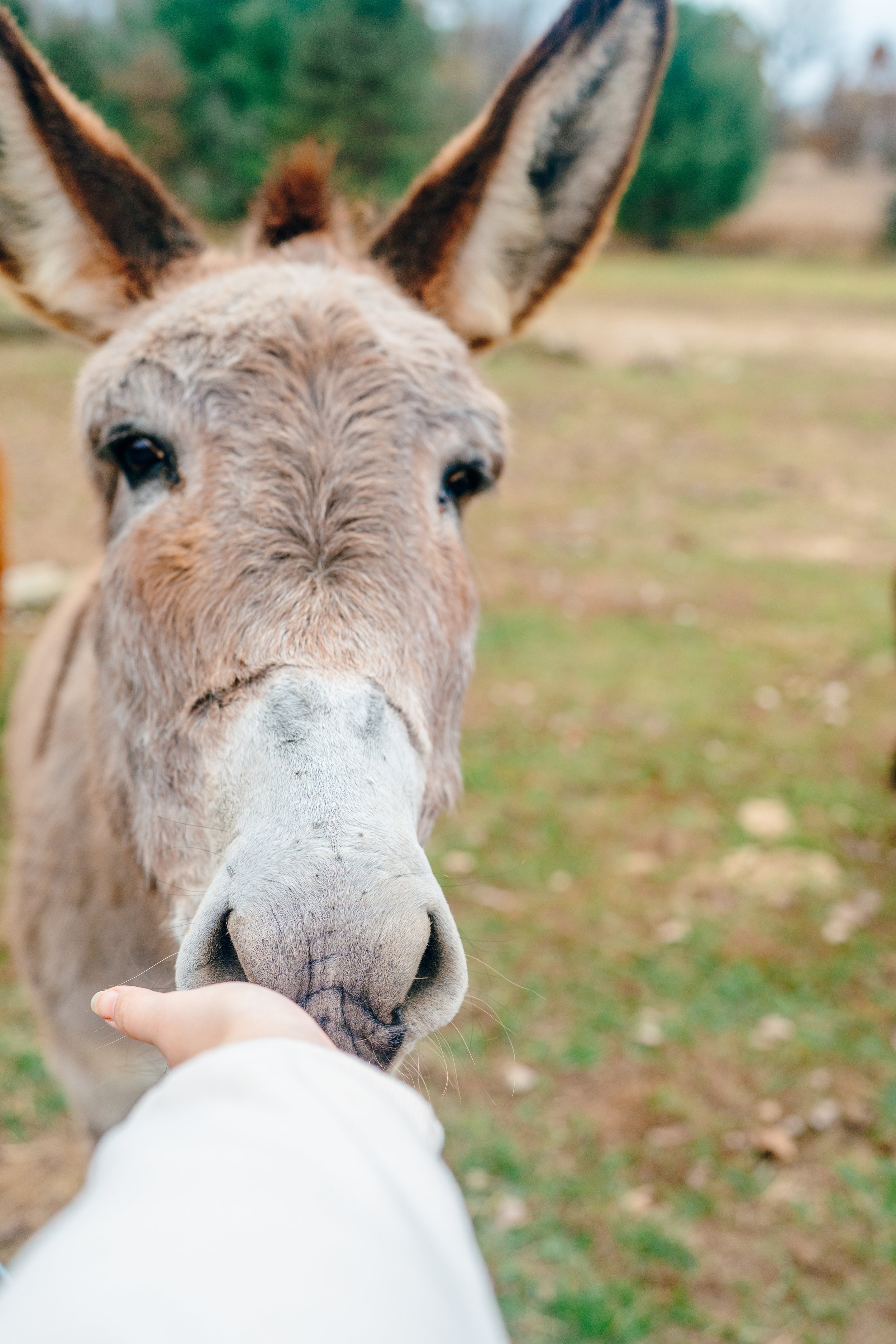 A donkey approaching a person's outstretched hand outdoors.