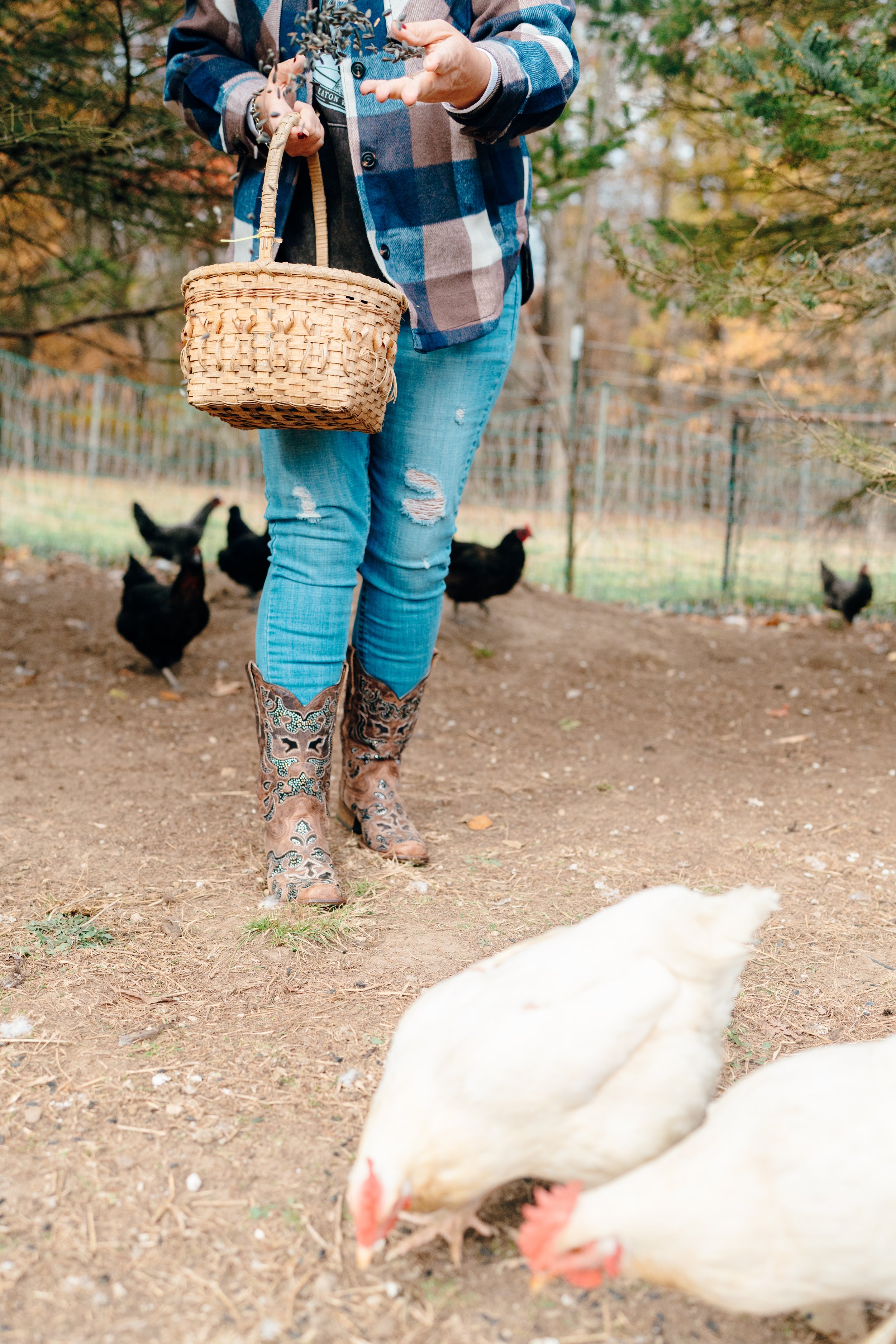 Person holding a basket and feeding chickens and ducks in a fenced outdoor area.