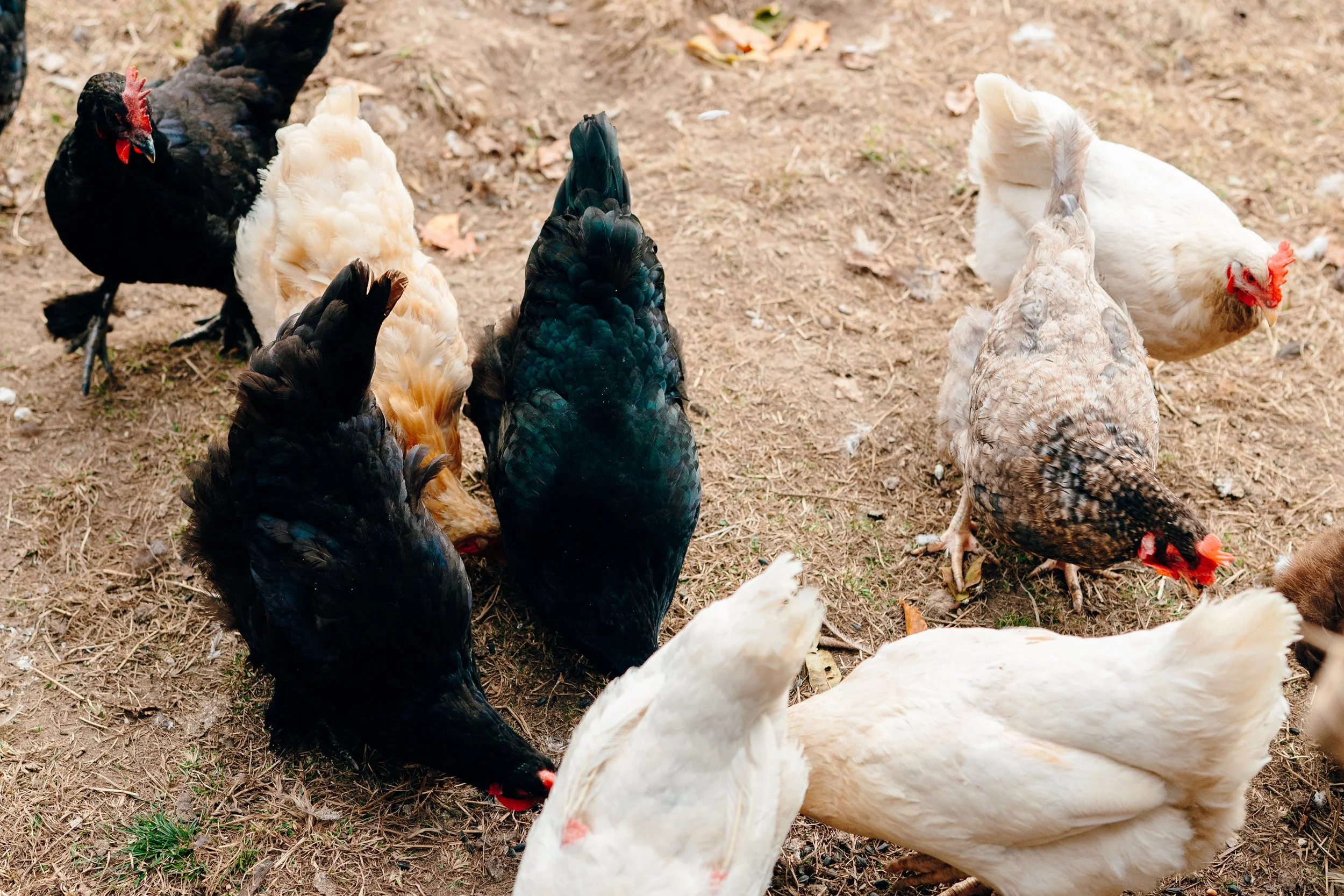 Several chickens of different colors, including black, white, and speckled, peck at the ground on dirt.