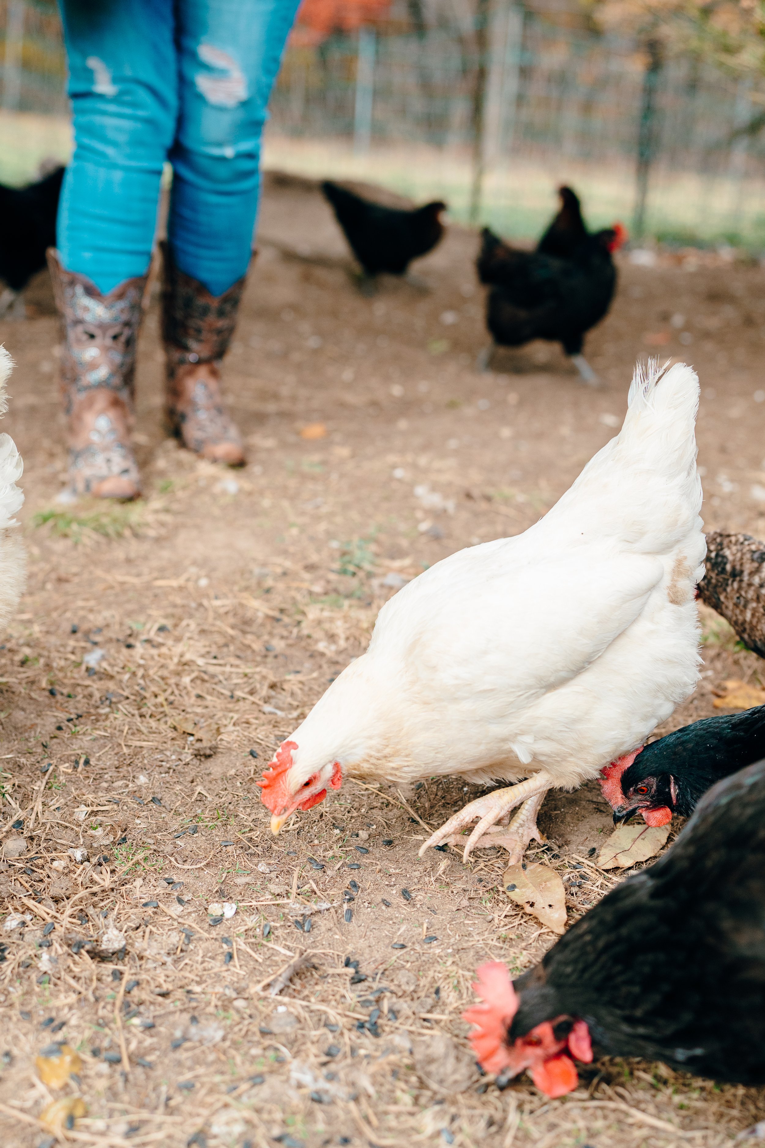 Person wearing blue jeans and cowgirl boots standing near chickens on a farm or backyard chicken run.