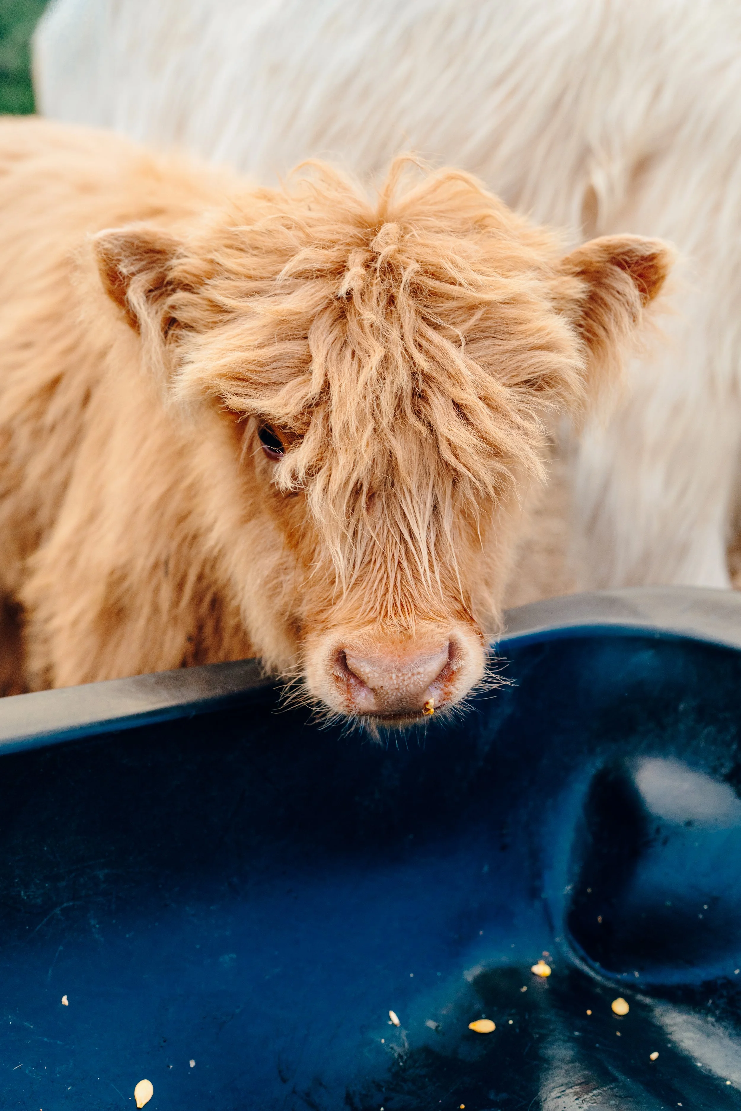 Close-up of a fluffy, tan calf with long hair, eating from a black trough with some scattered grains.