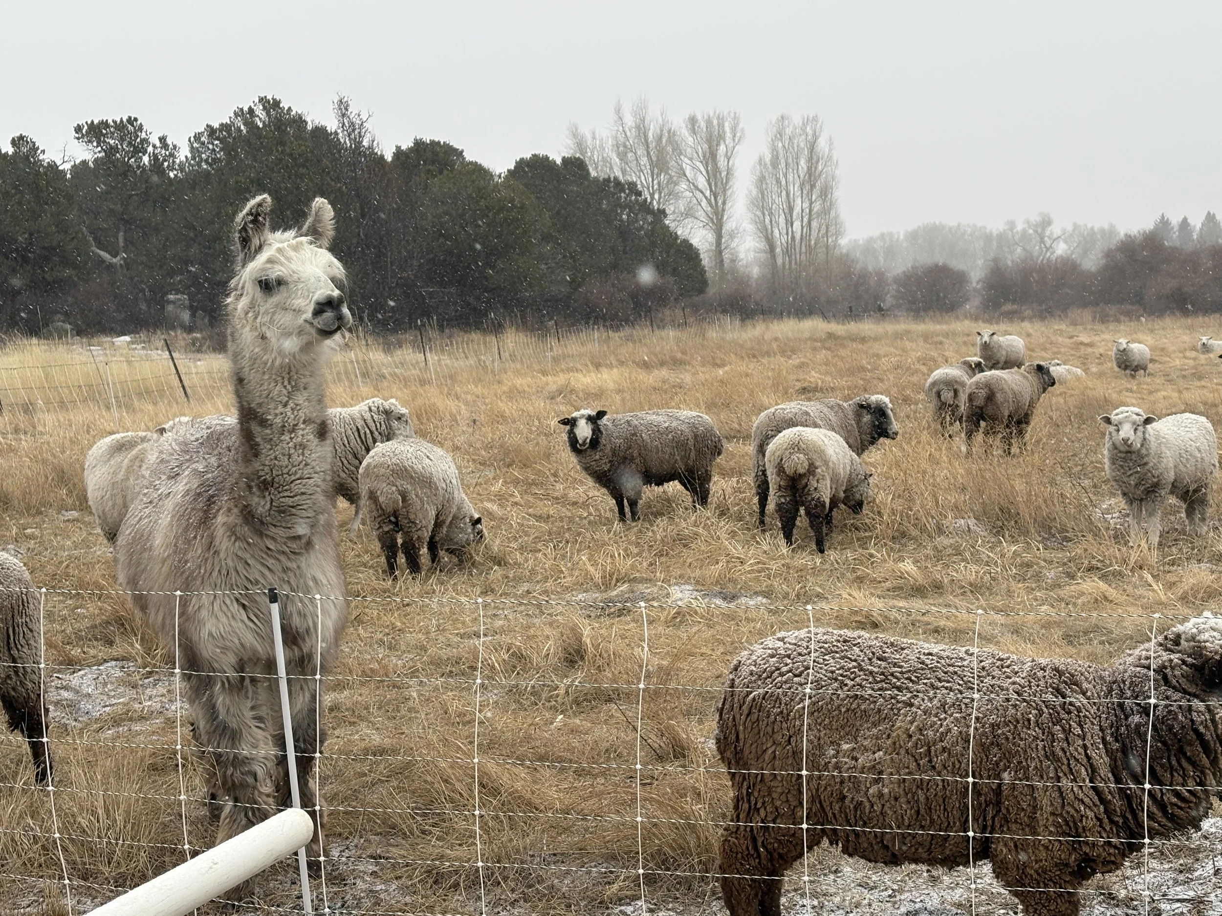 Fire & Weed Mitigation