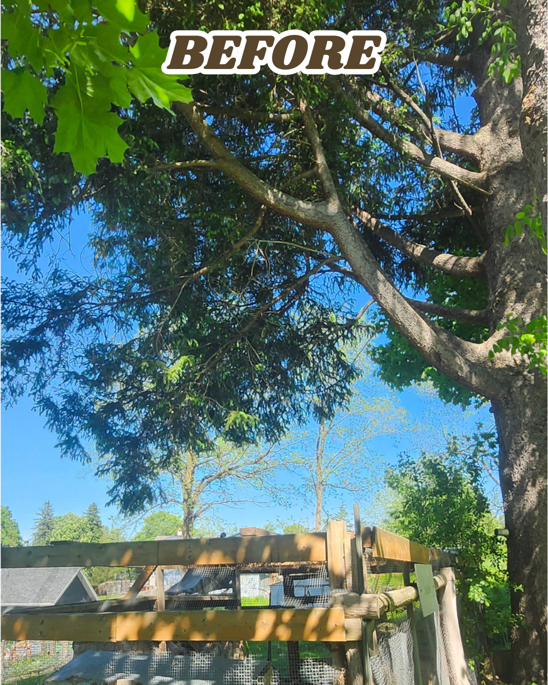 A tall tree with lush green leaves and branches extending in various directions, set against a bright blue sky. In the foreground, a wooden fence surrounds a garden area, with some structures and trees visible beyond the fence.