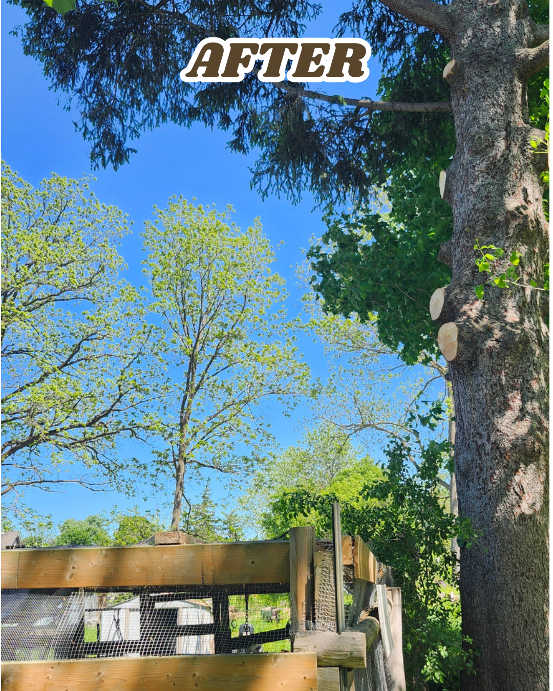 Image of a tree with a trimmed trunk and lush green leaves, under a bright blue sky with other trees in the background, and a wooden fence in the foreground. Text 'AFTER' is displayed at the top.