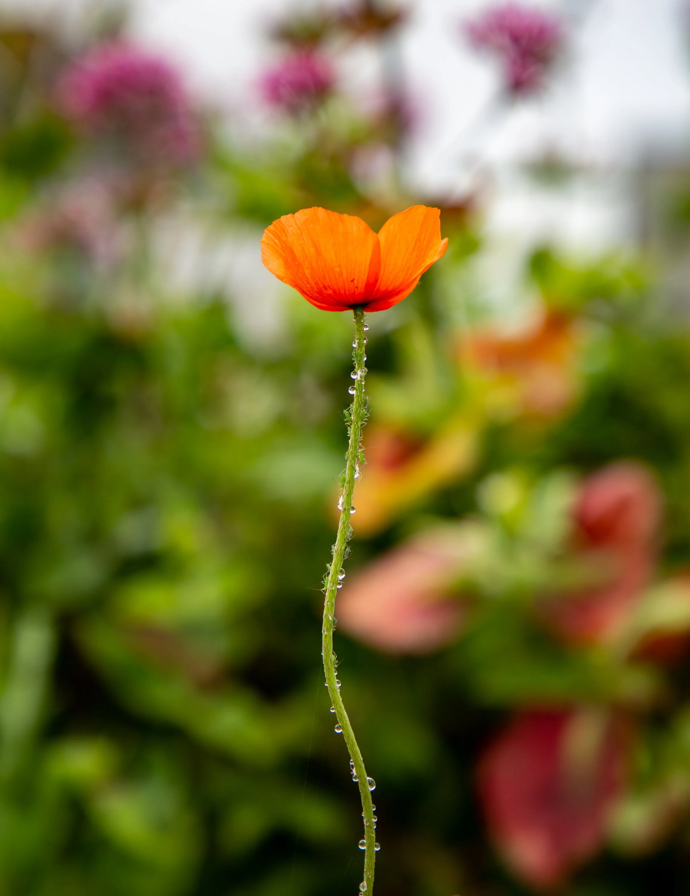 Nature photography in Cornwall