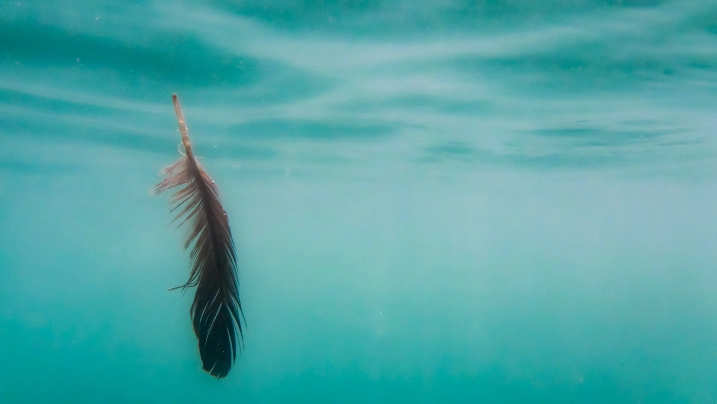 Underwater photography in Cornwall