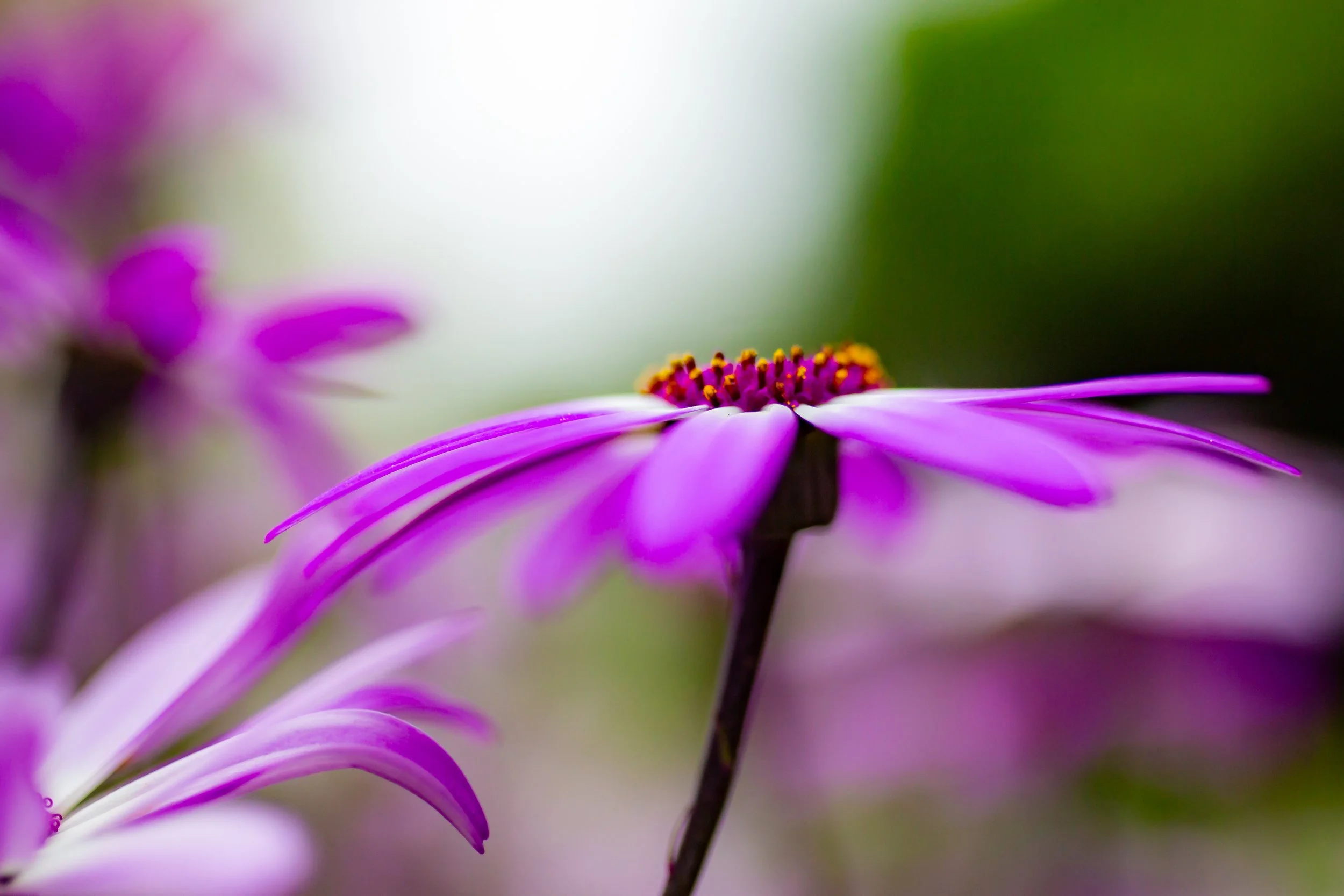 Nature photography in Cornwall