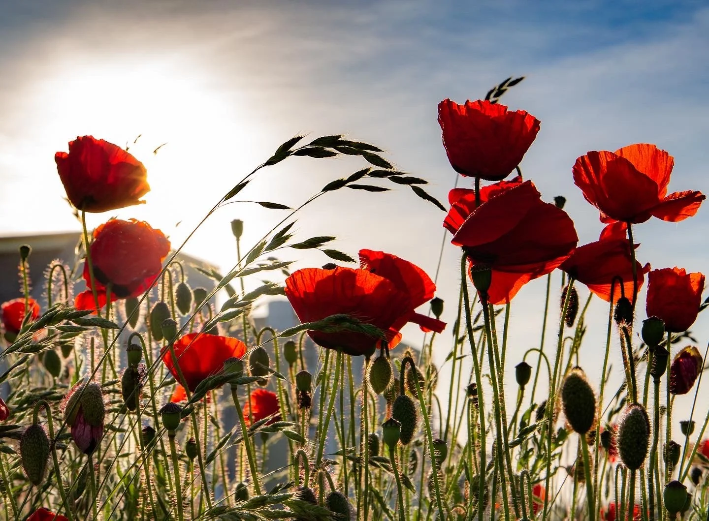 Nature photography in Cornwall