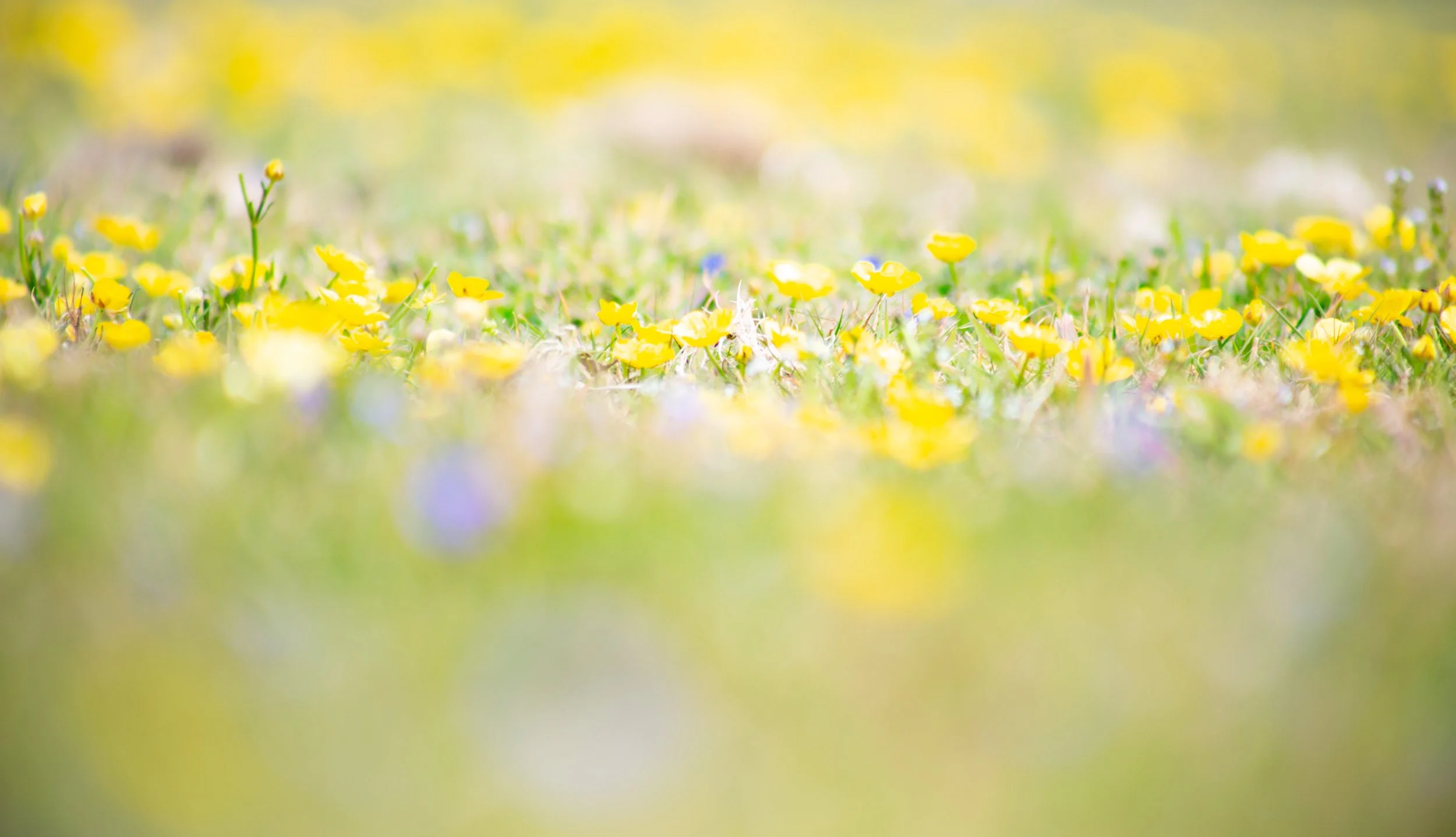 Nature photography in Cornwall
