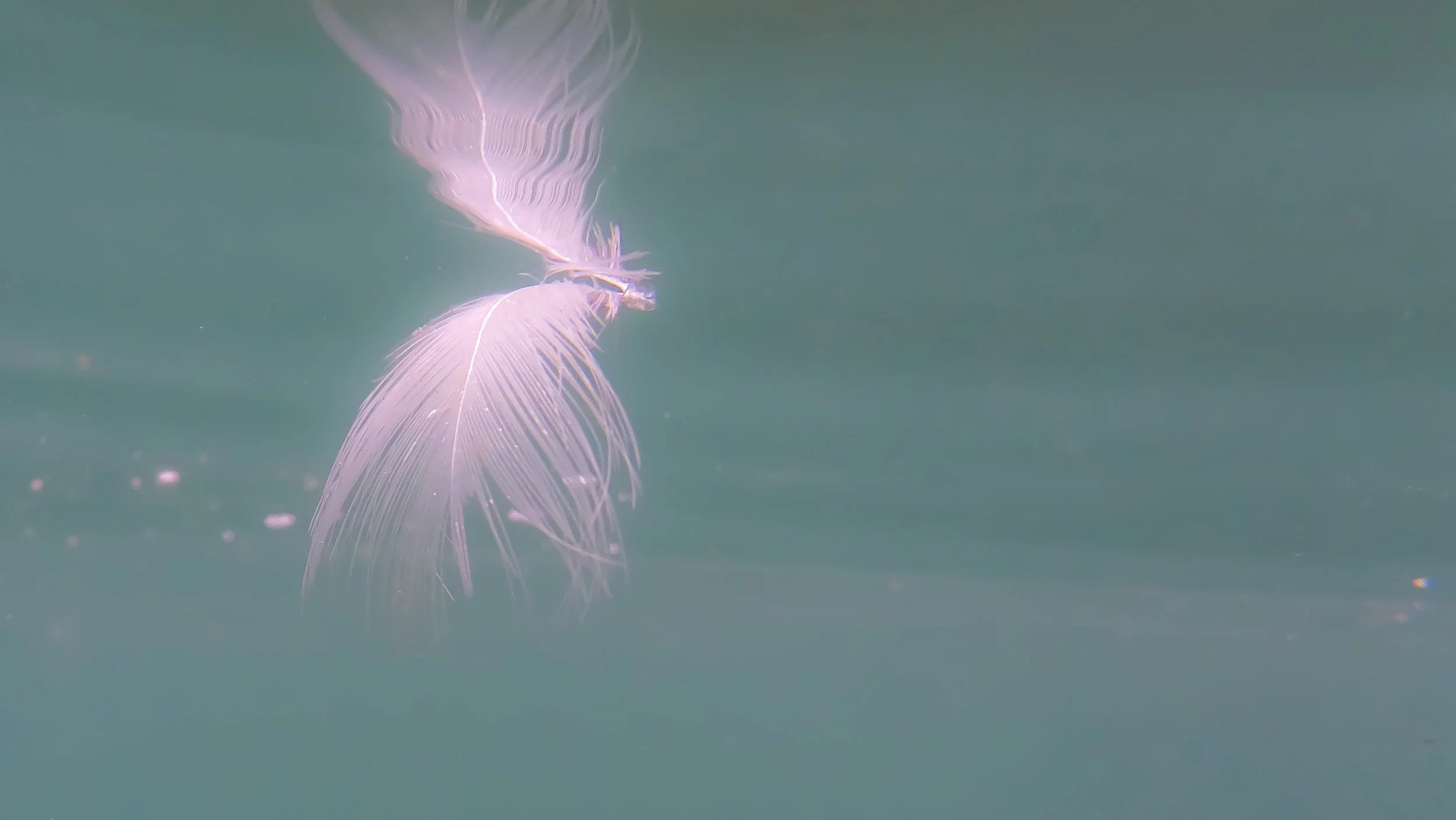Underwater photography in Cornwall