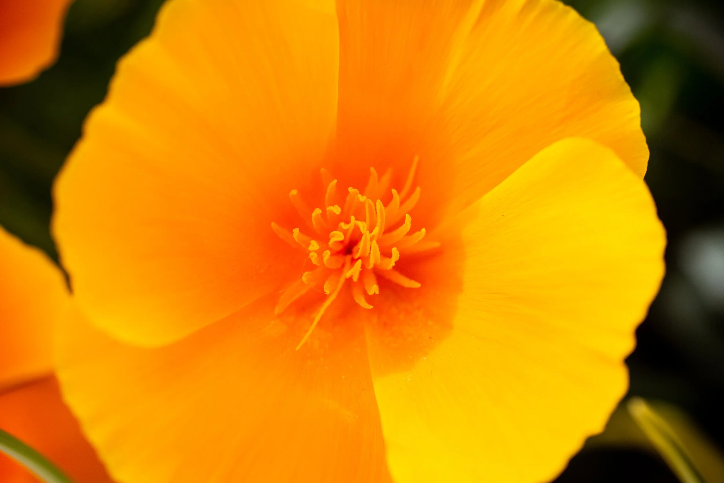 Nature photography in Cornwall